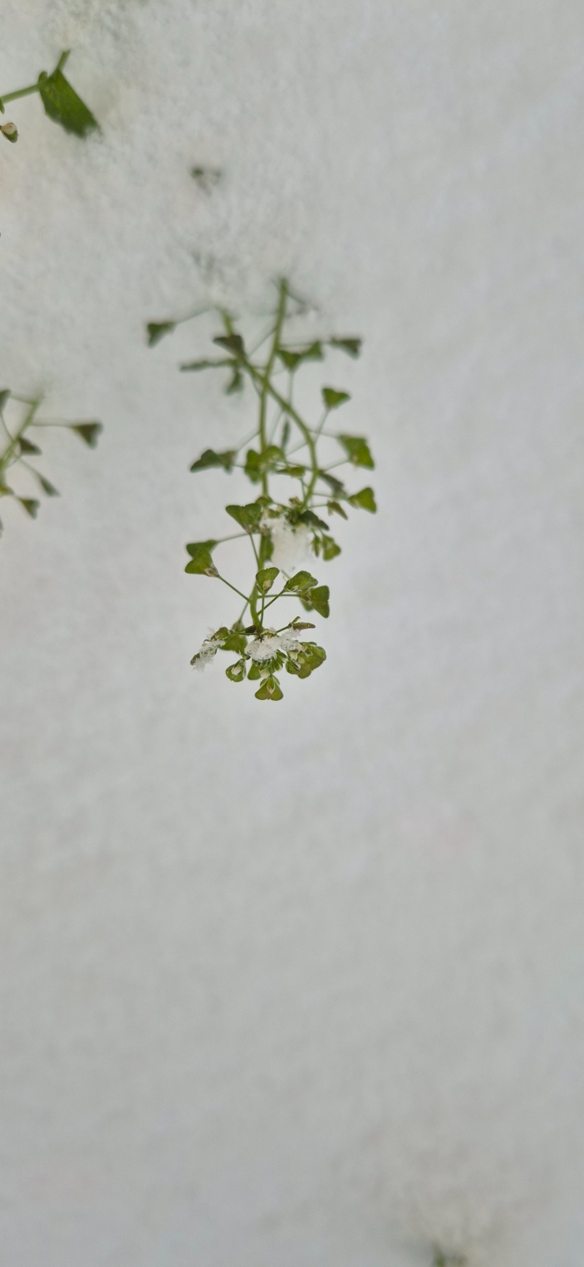 Capsella bursa-pastoris (shepherd's purse) (alternate view 11)