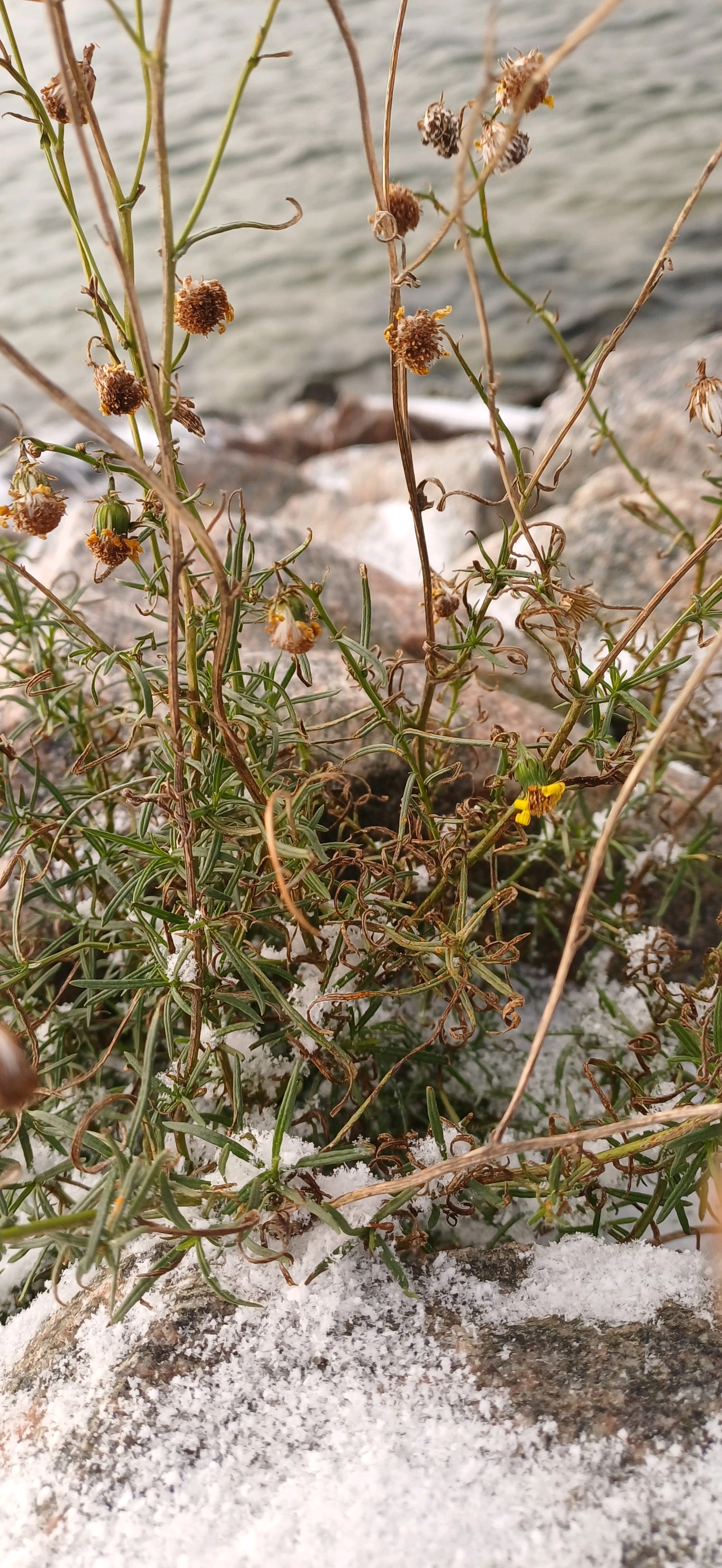 Senecio (groundsels) (alternate view 4)