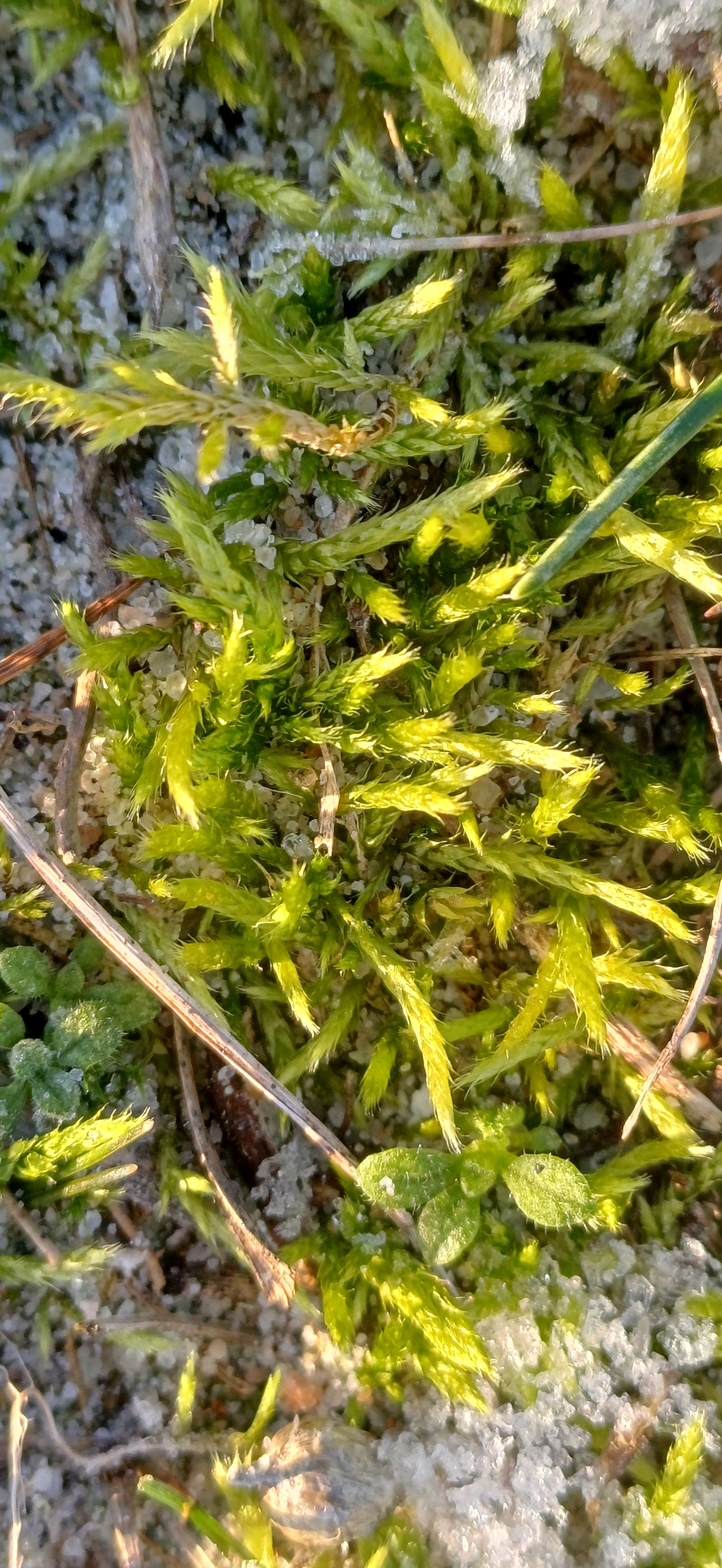 Brachythecium (alternate view 2)