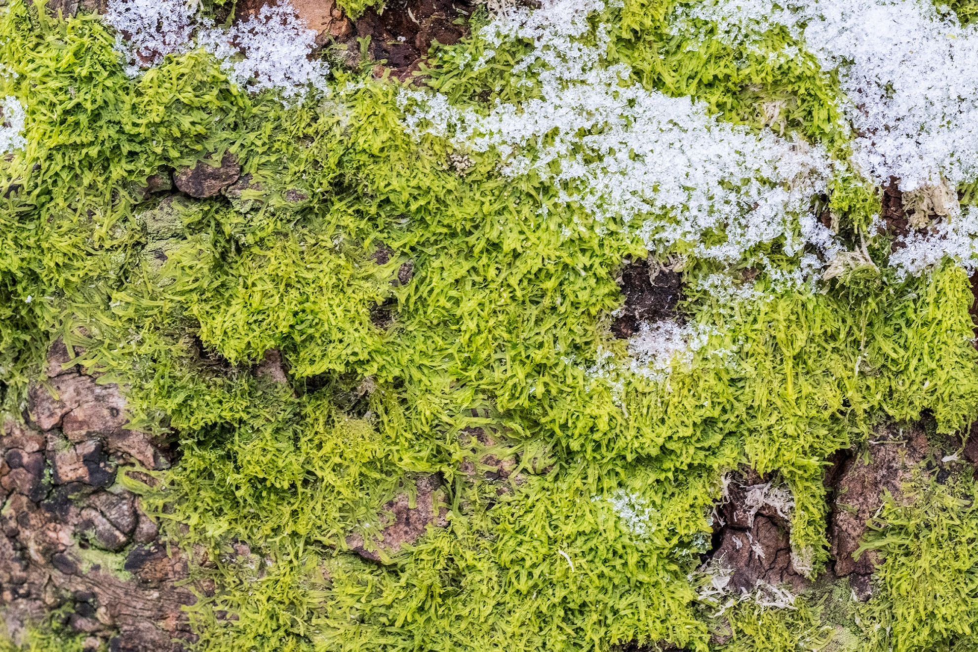 Metzgeria furcata (Forked Veilwort) (alternate view 11)
