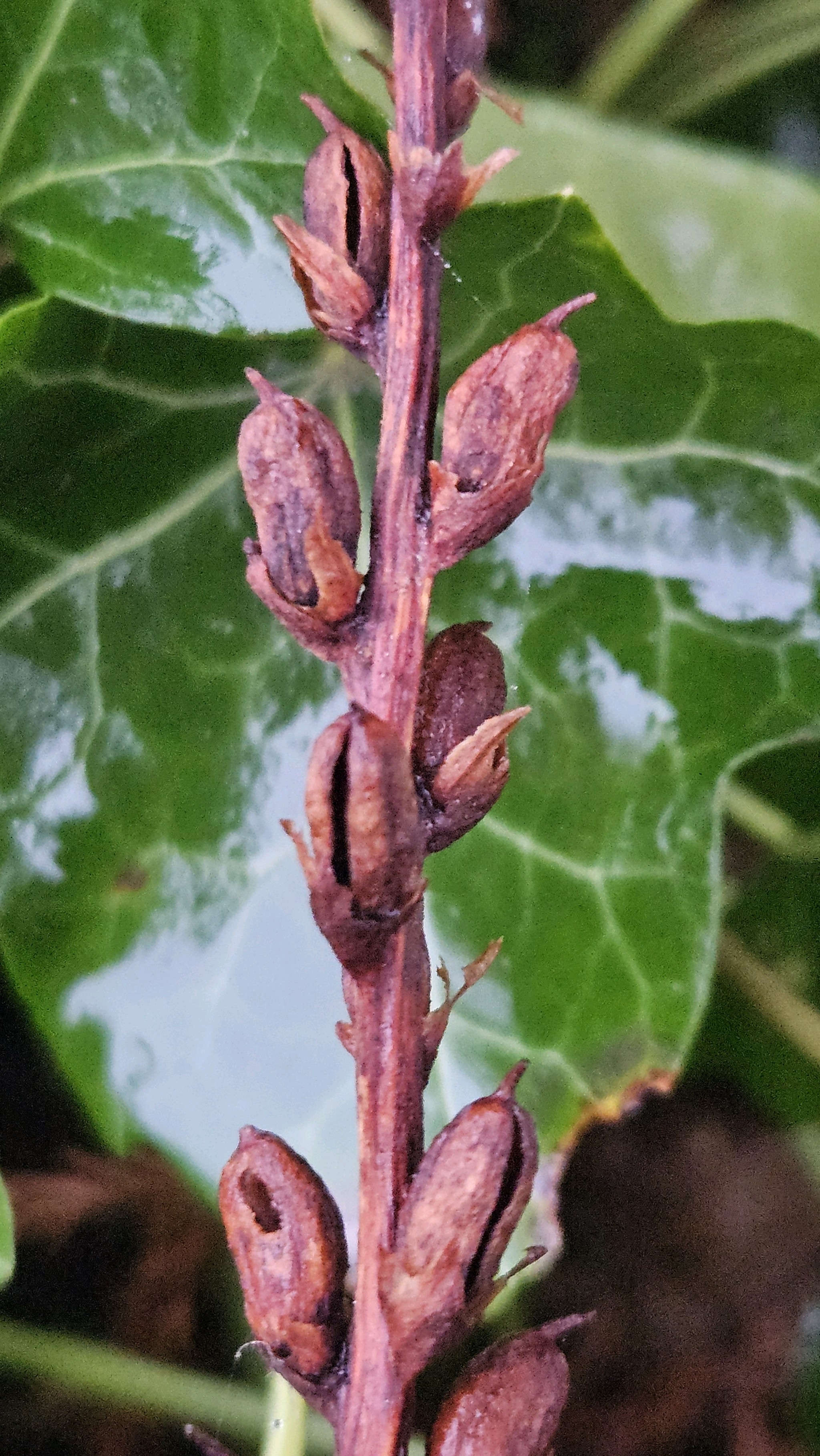 Orobanche (Broomrapes) (alternate view 3)