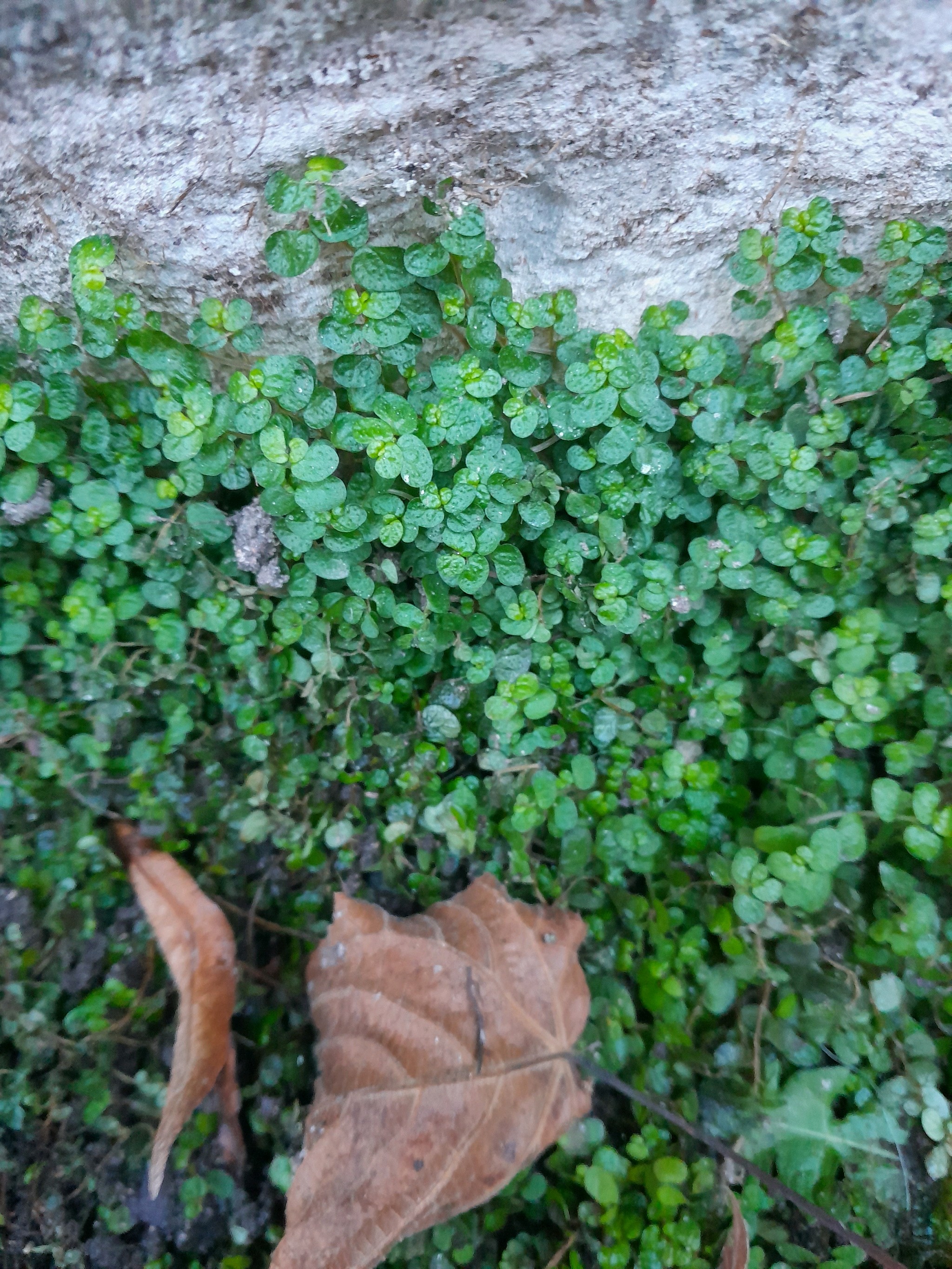 Soleirolia soleirolii (Baby's tears) (alternate view 10)