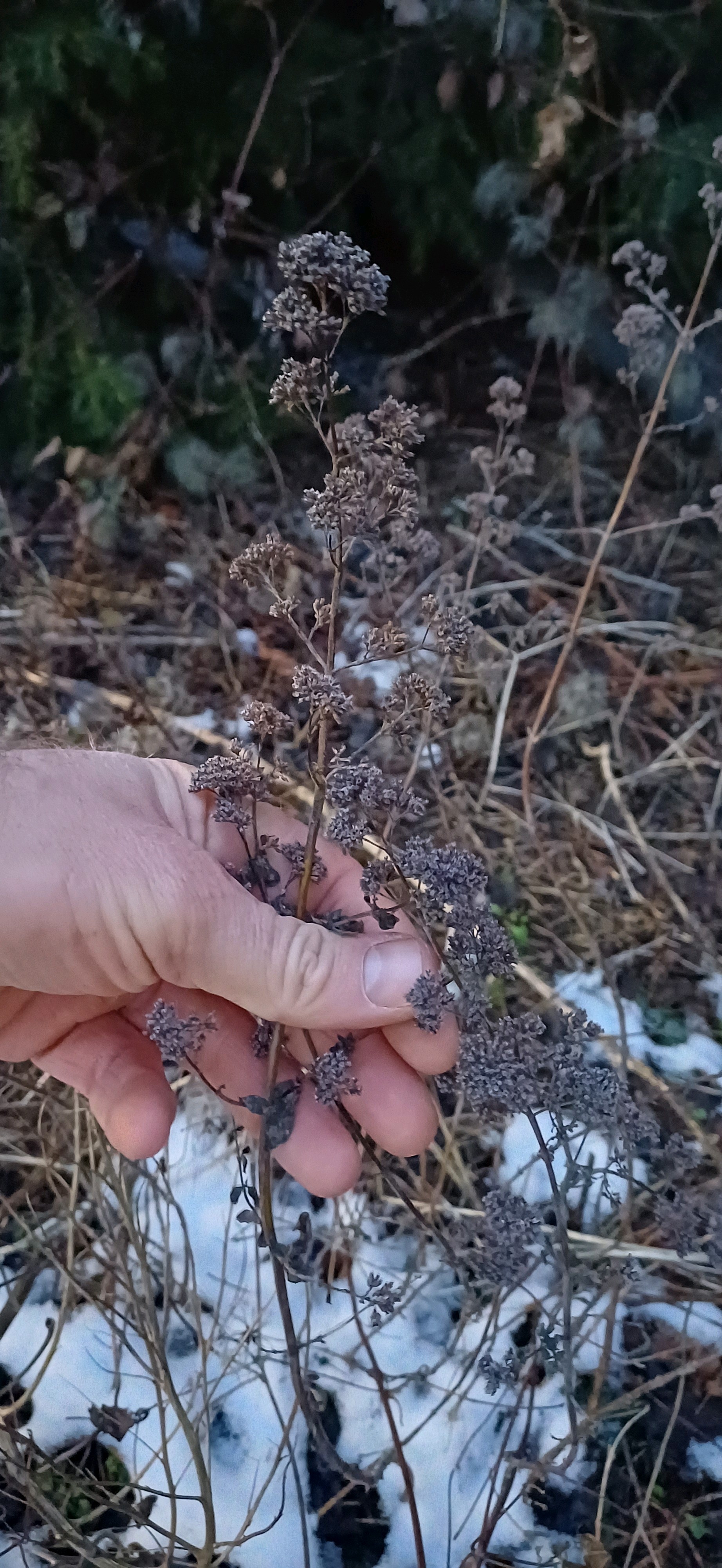 Origanum vulgare (Oregano) (alternate view 15)