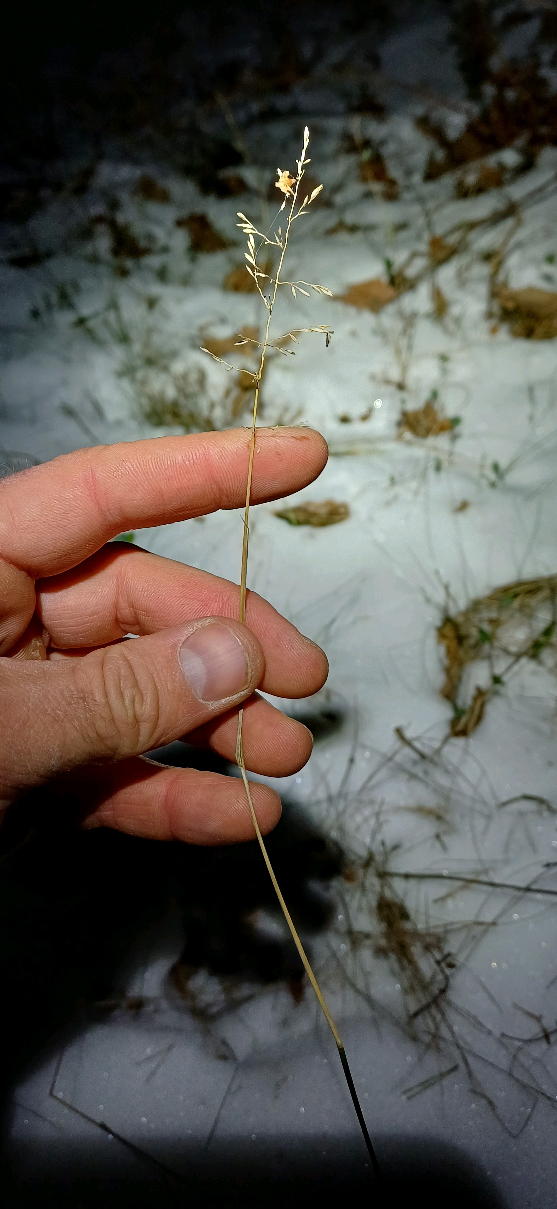 Poa (Meadow-grasses) (alternate view 2)