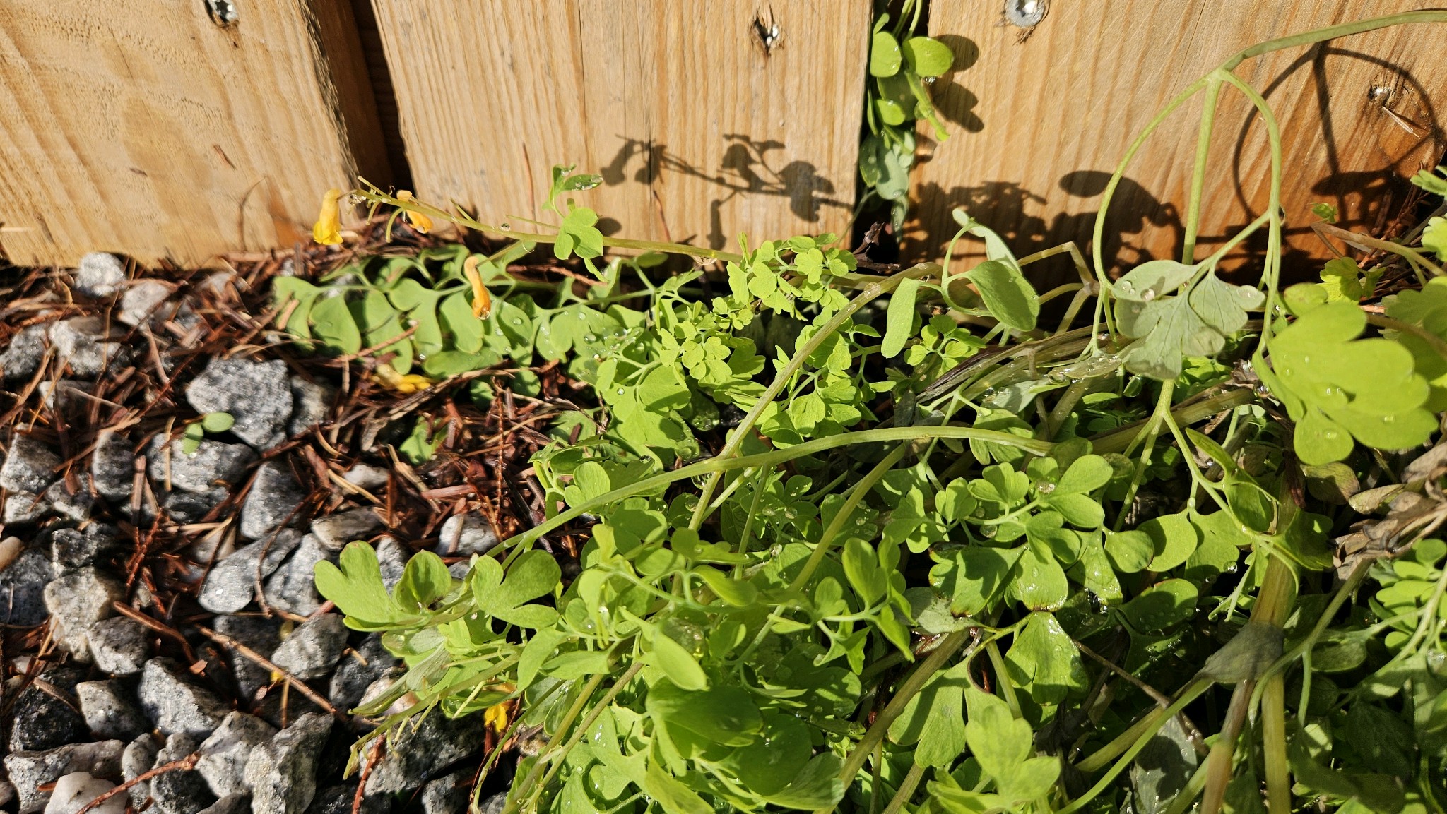 Pseudofumaria lutea (Yellow Fumitory) (alternate view 12)