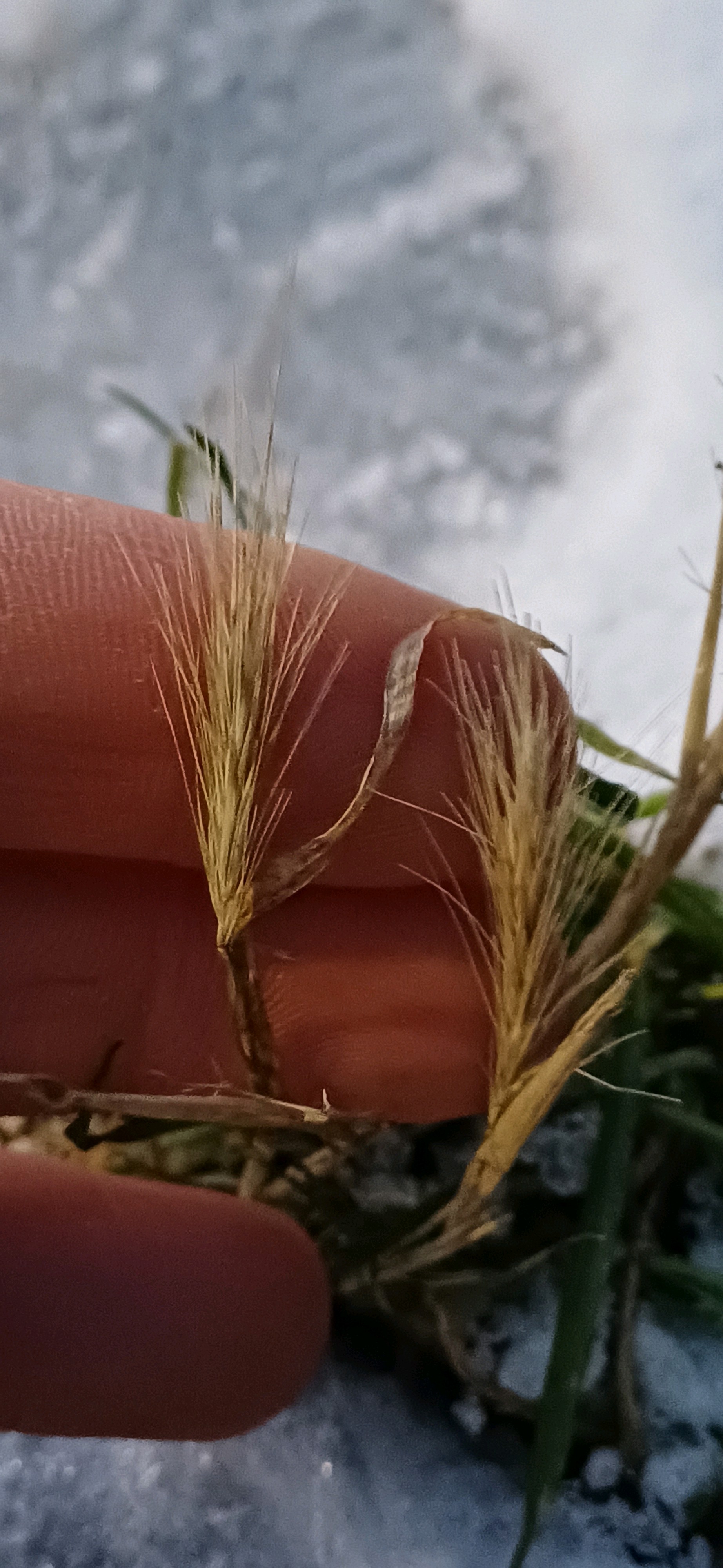 Hordeum (Barleys)