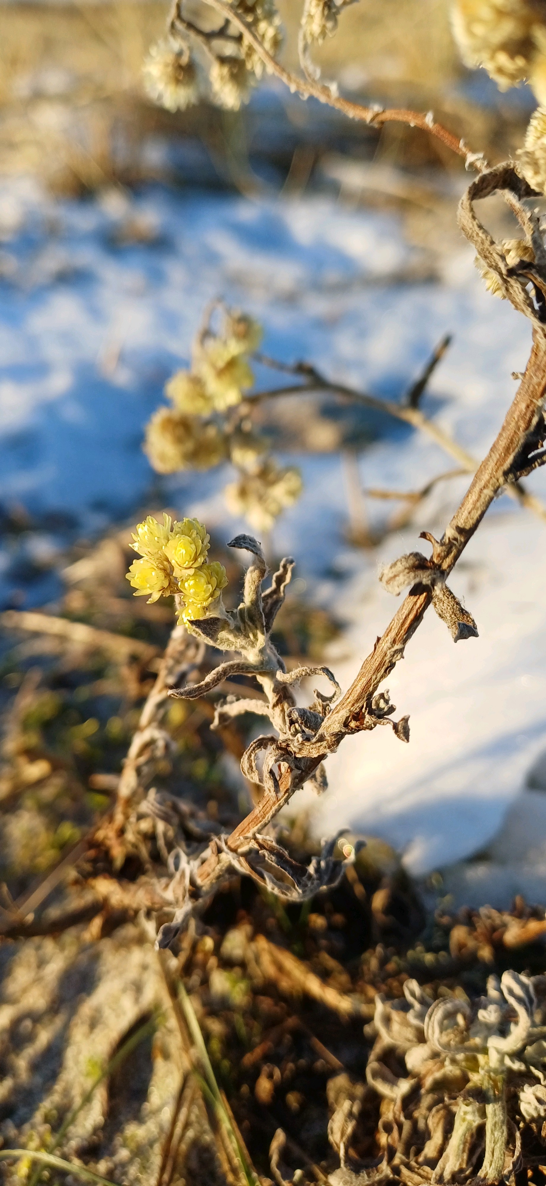 Helichrysum (Everlasting-flowers) (alternate view 2)