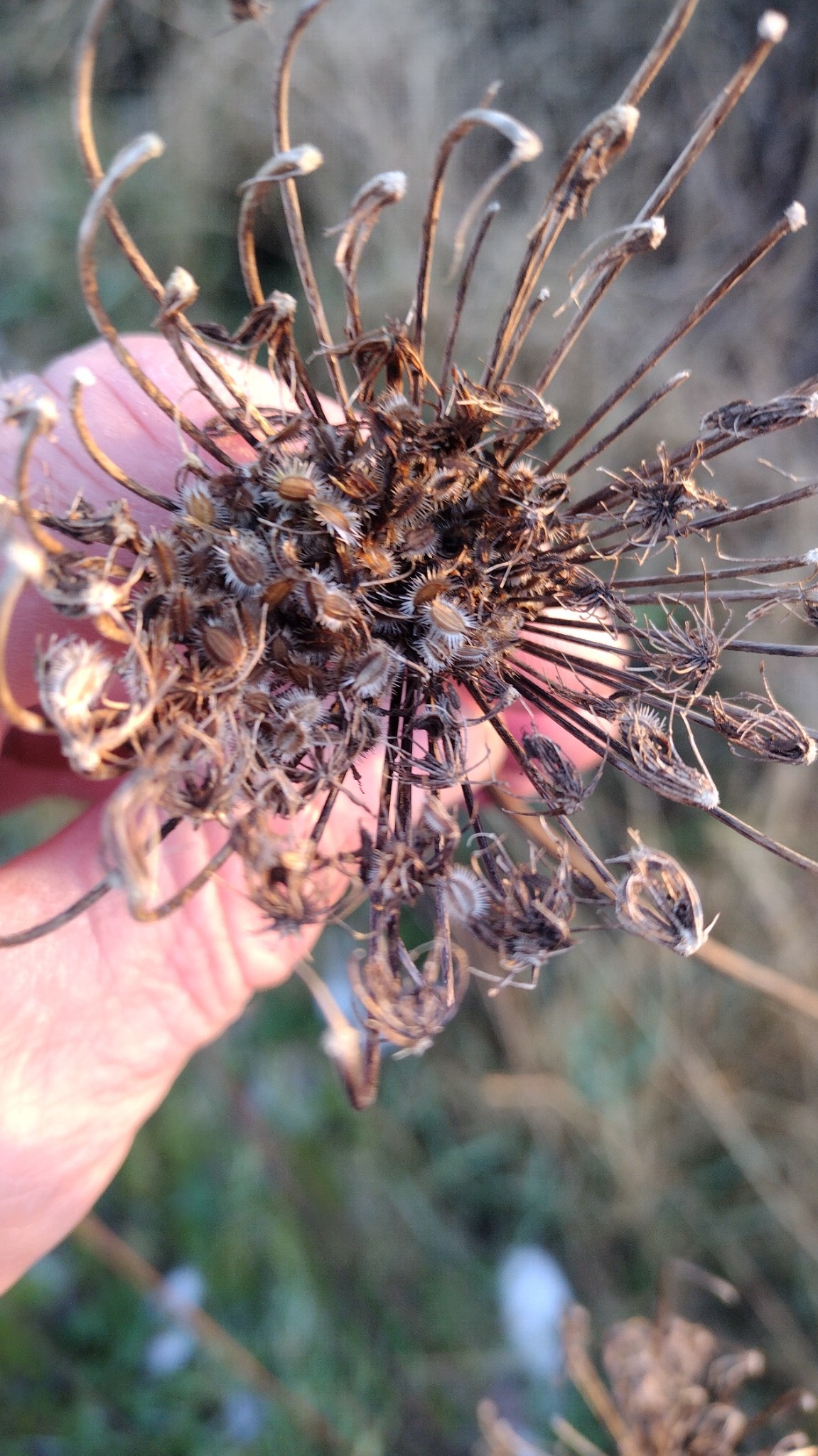 Daucus (carrots)