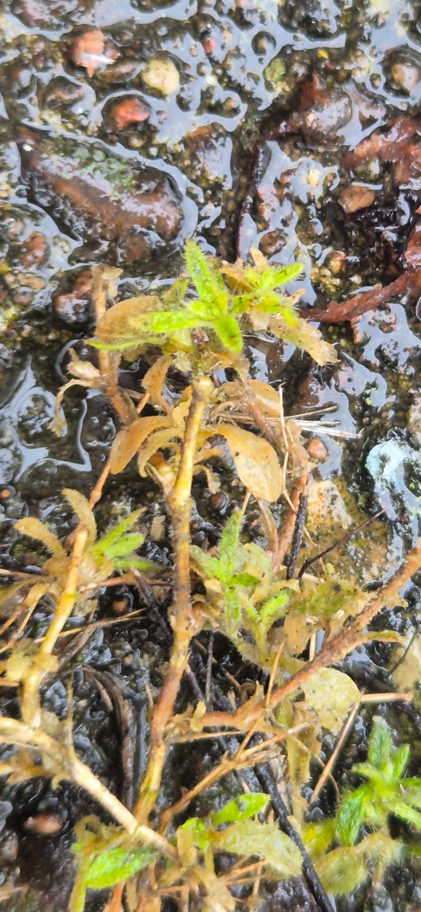 Cerastium (Mouse-ear Chickweeds) (alternate view 3)