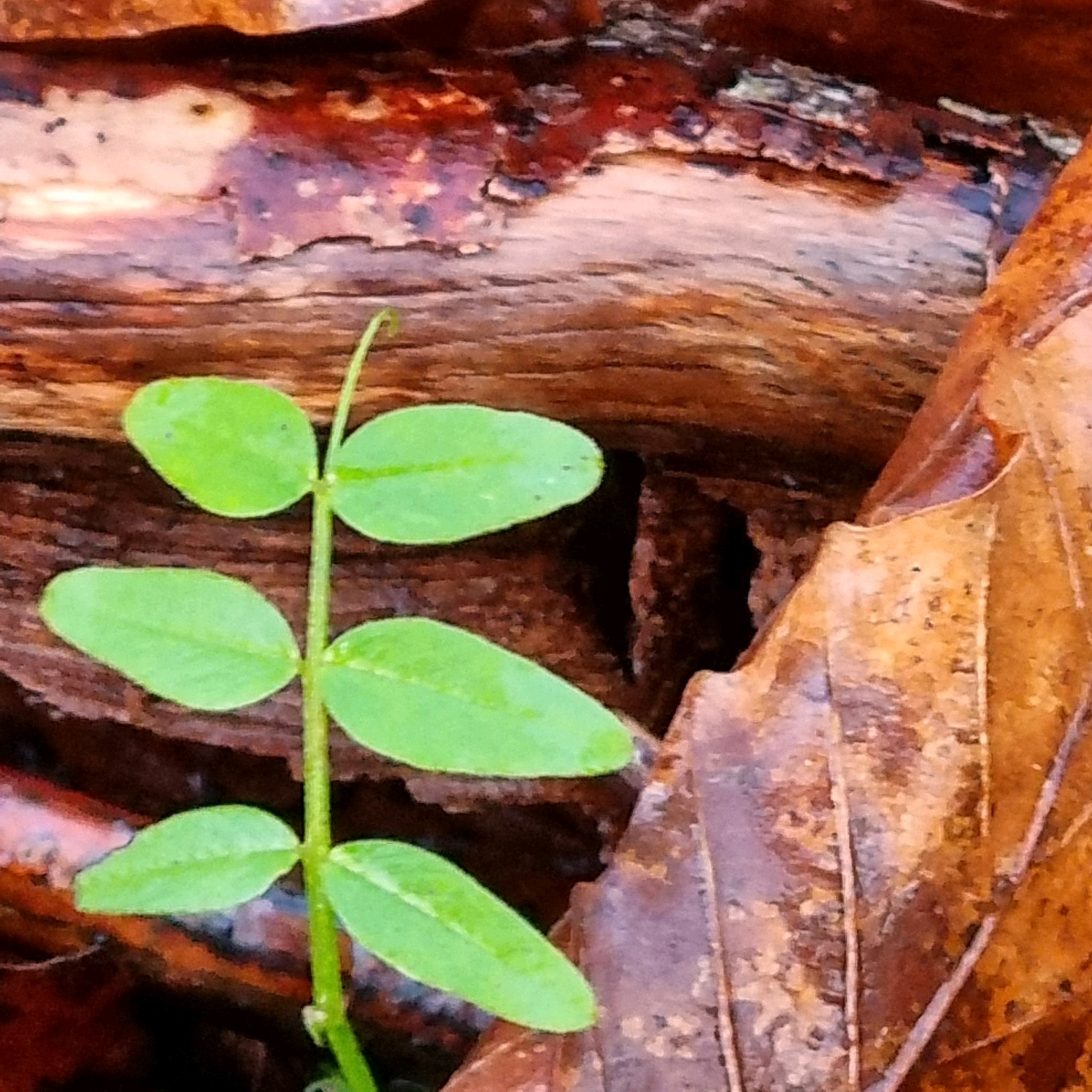 Vicia (Vetches)