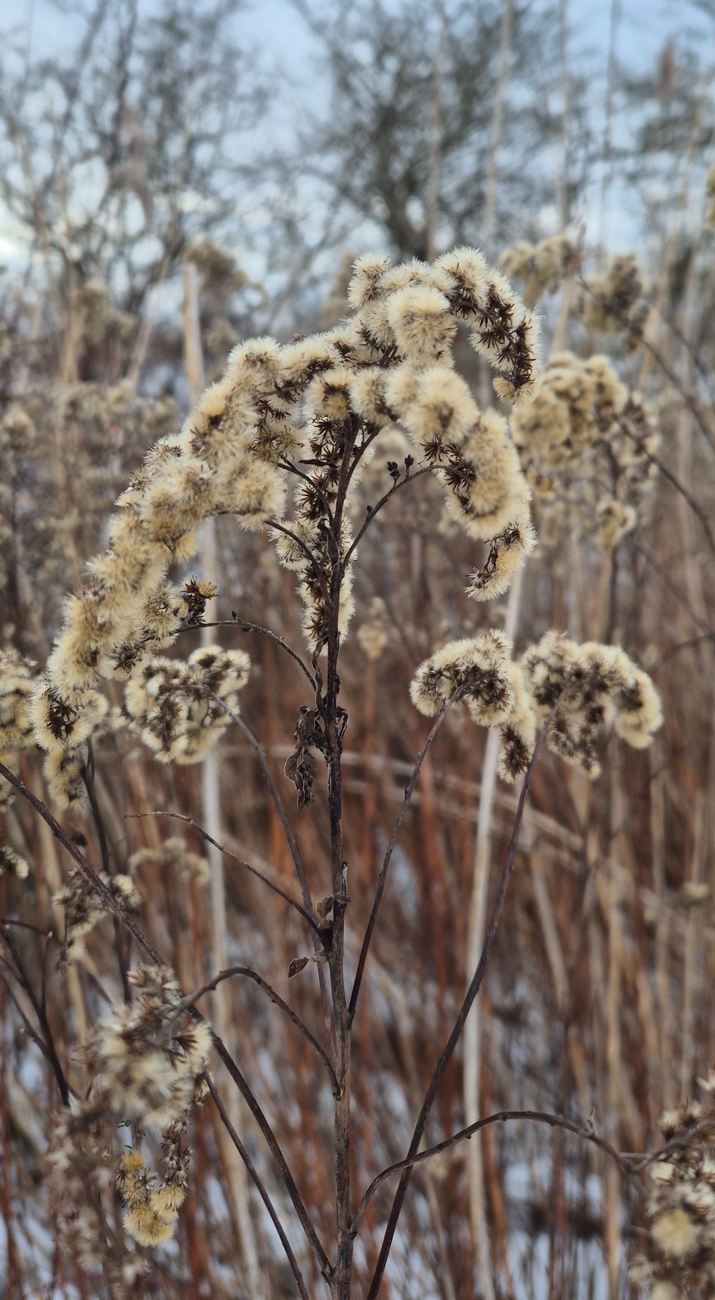 Solidago (goldenrods) (alternate view 2)
