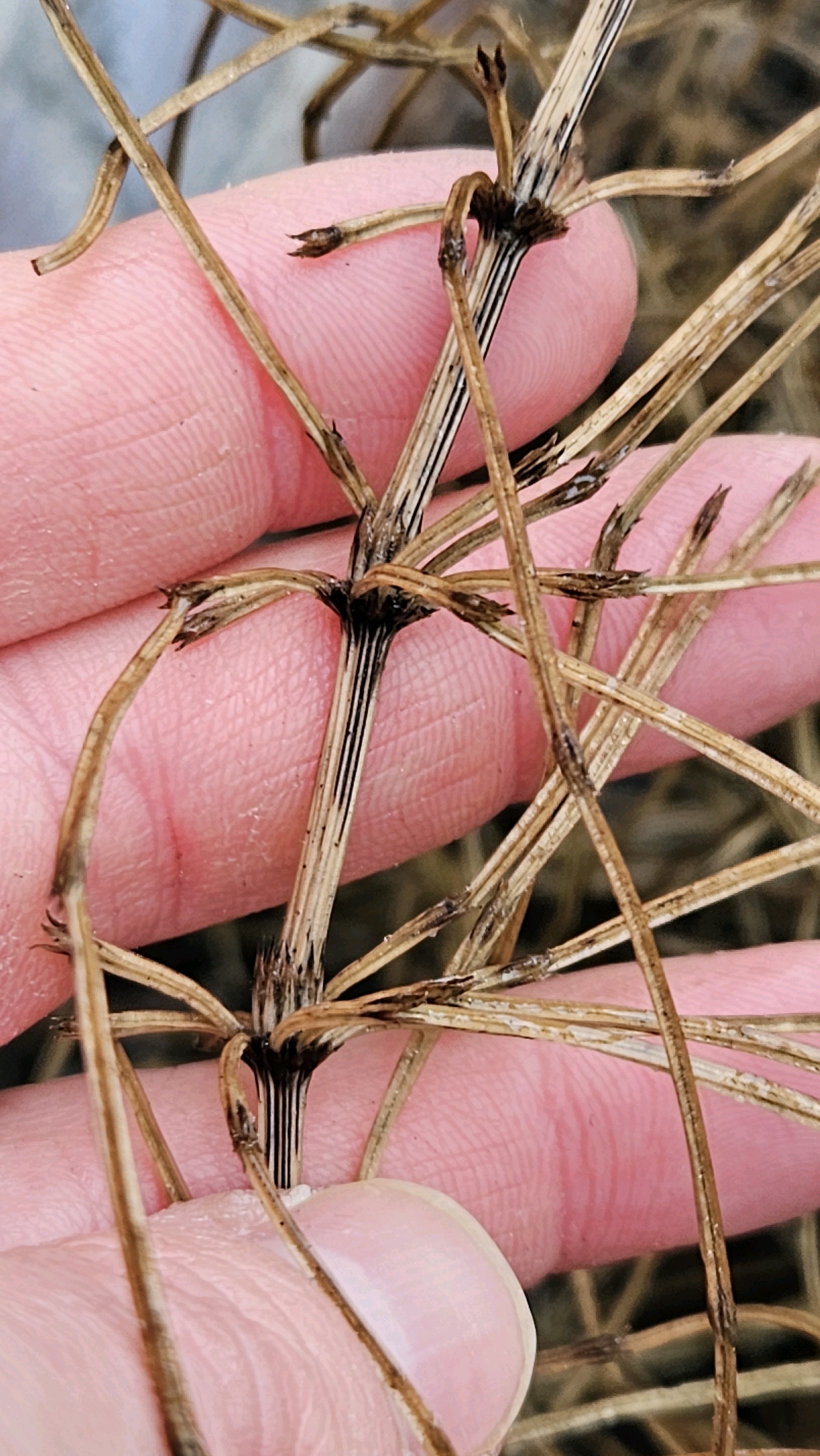 Equisetum arvense (common horsetail (native)) (alternate view 14)