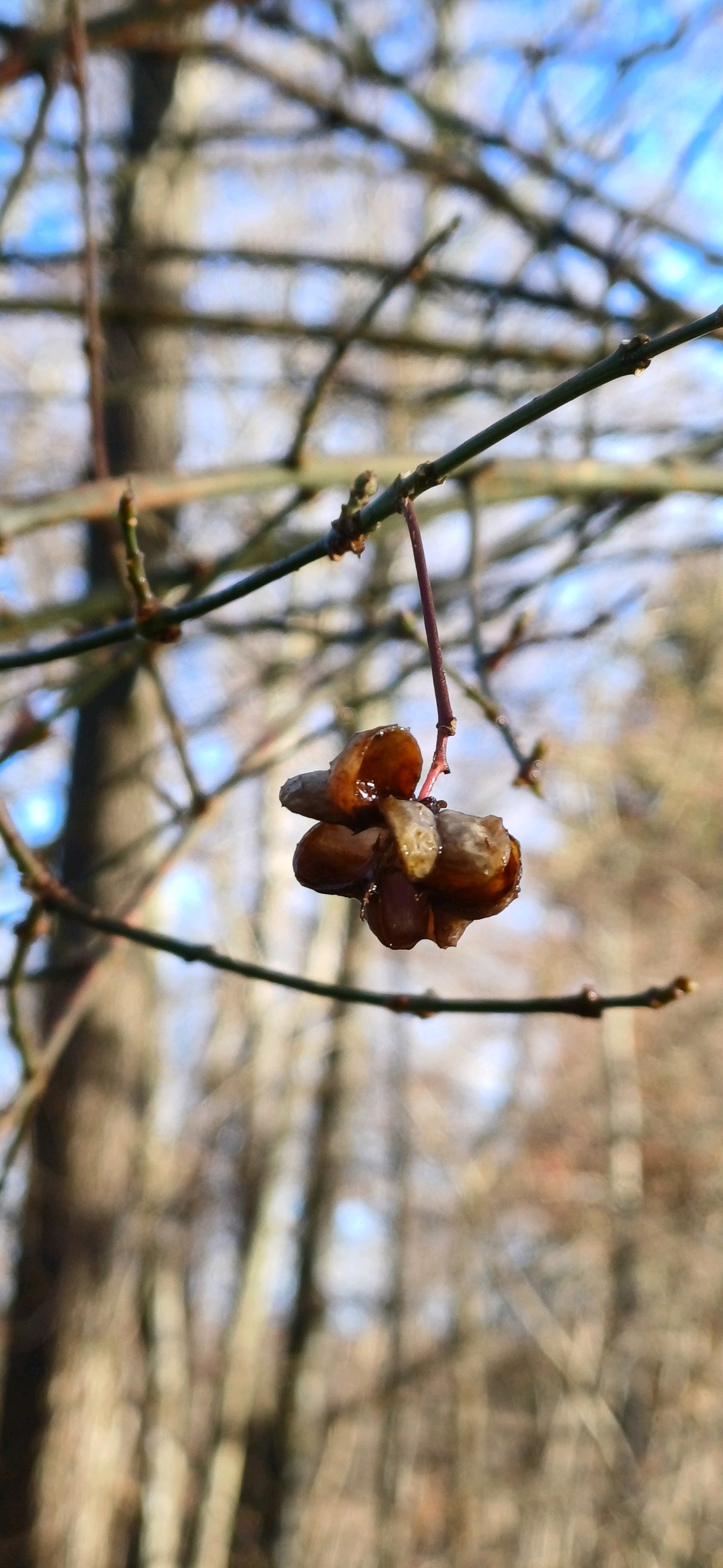 Euonymus (spindles) (alternate view 4)