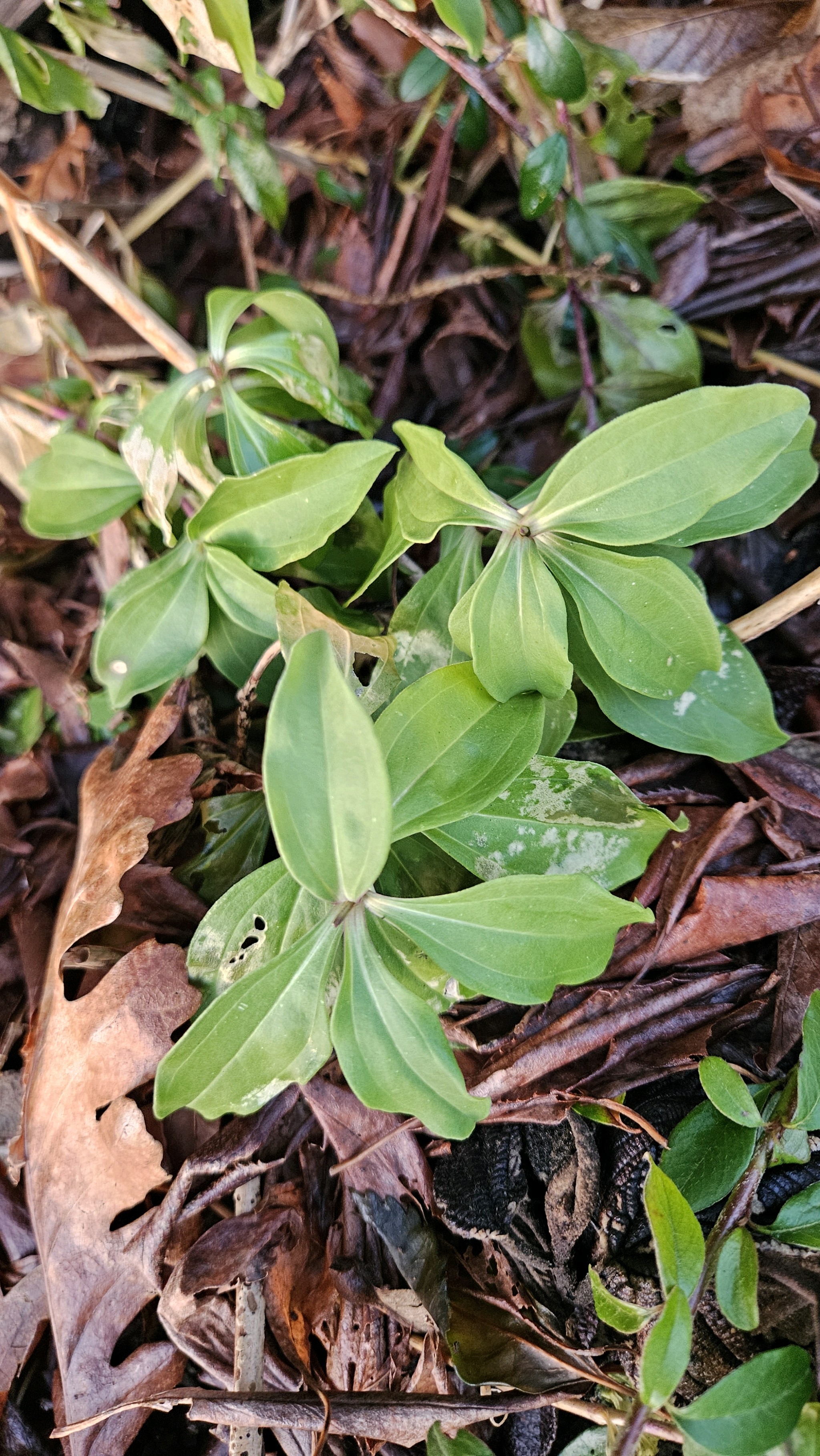 Saponaria officinalis (common soapwort) (alternate view 14)