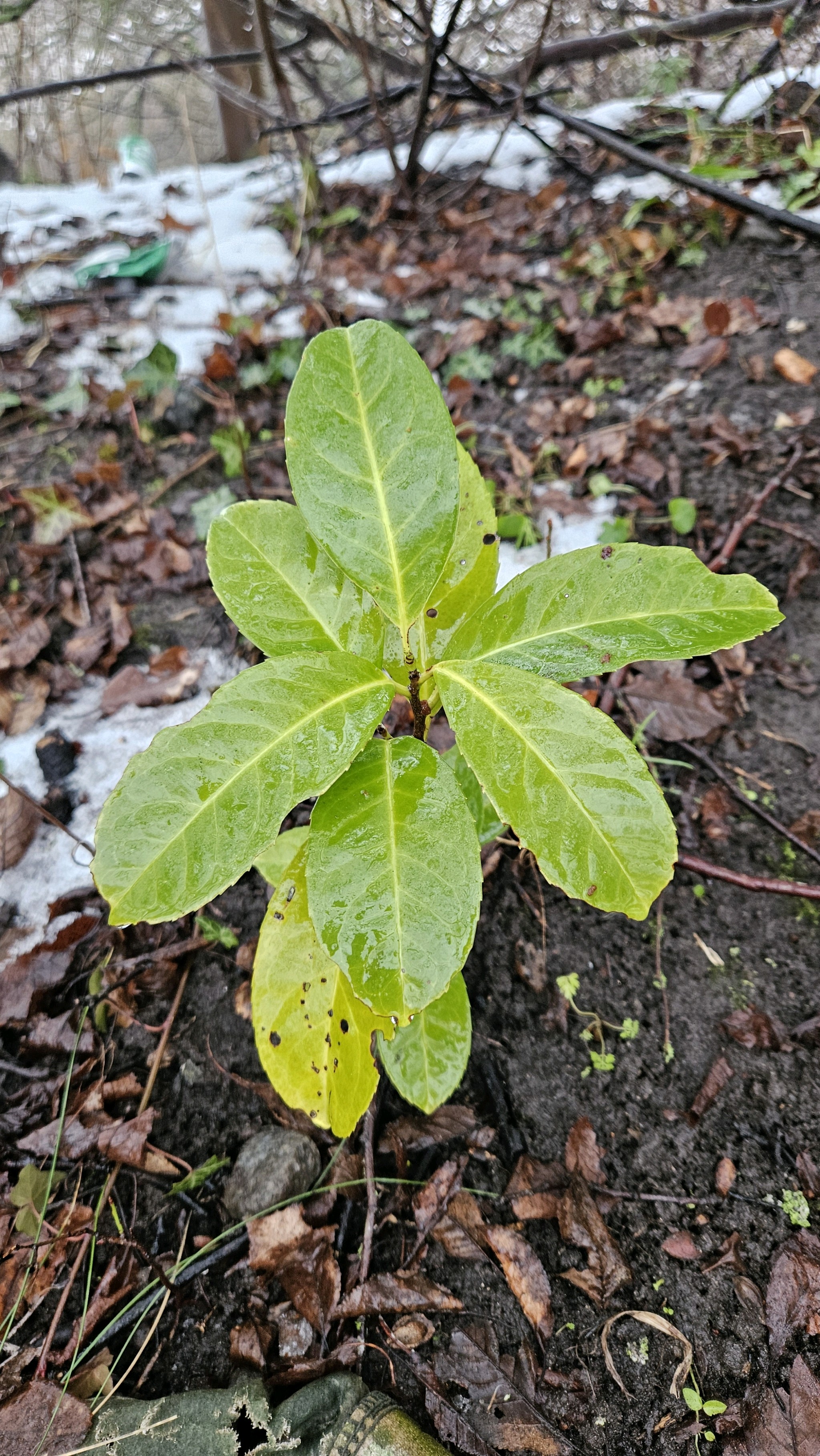 Prunus laurocerasus (English laurel) (alternate view 4)