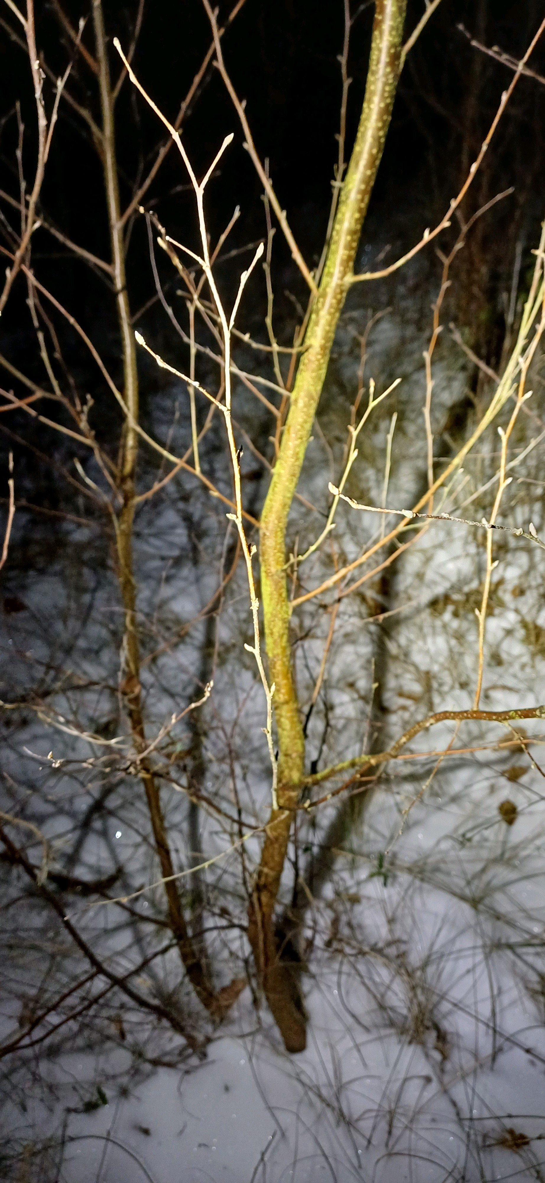 Betula pendula (European white birch)