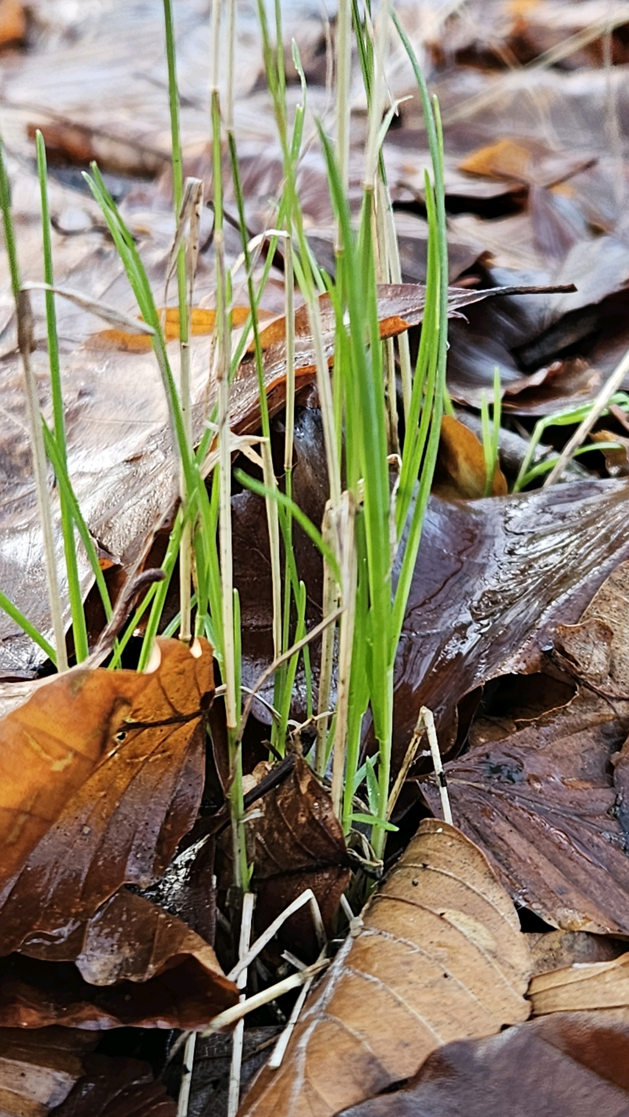 Poa (Meadow-grasses) (alternate view 3)