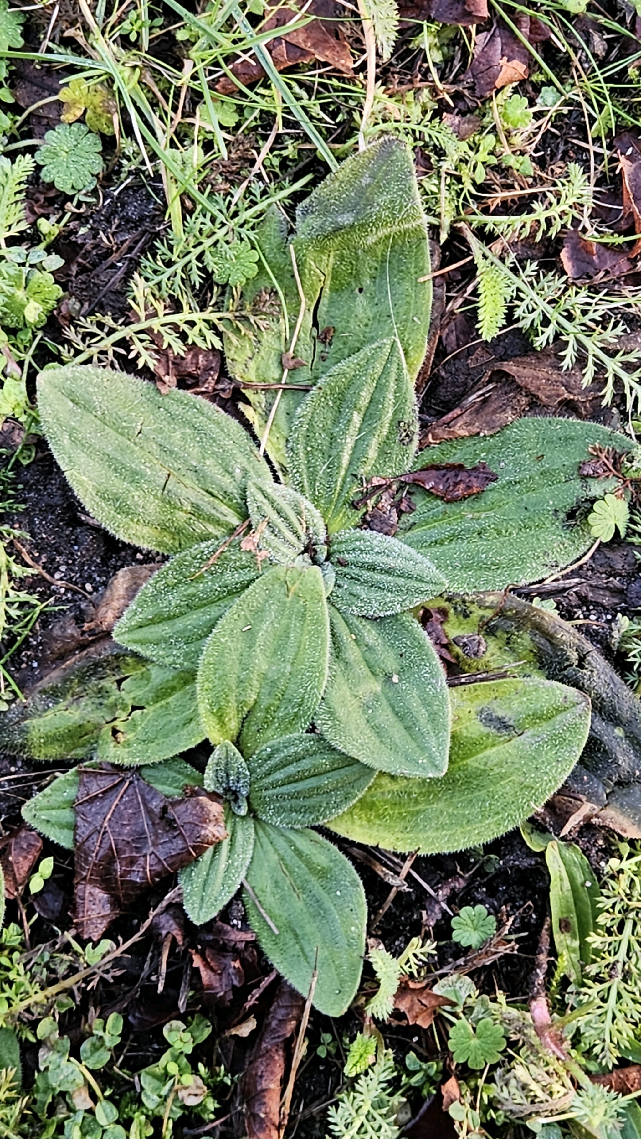Plantago media (Hoary Plantain) (alternate view 13)