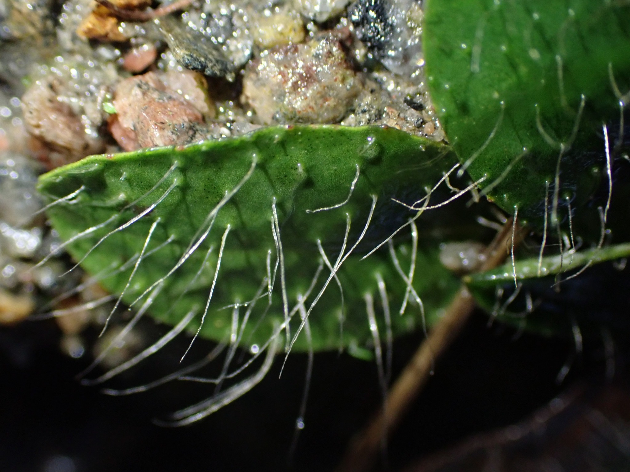 Pilosella (mouse-ear hawkweeds) (alternate view 3)