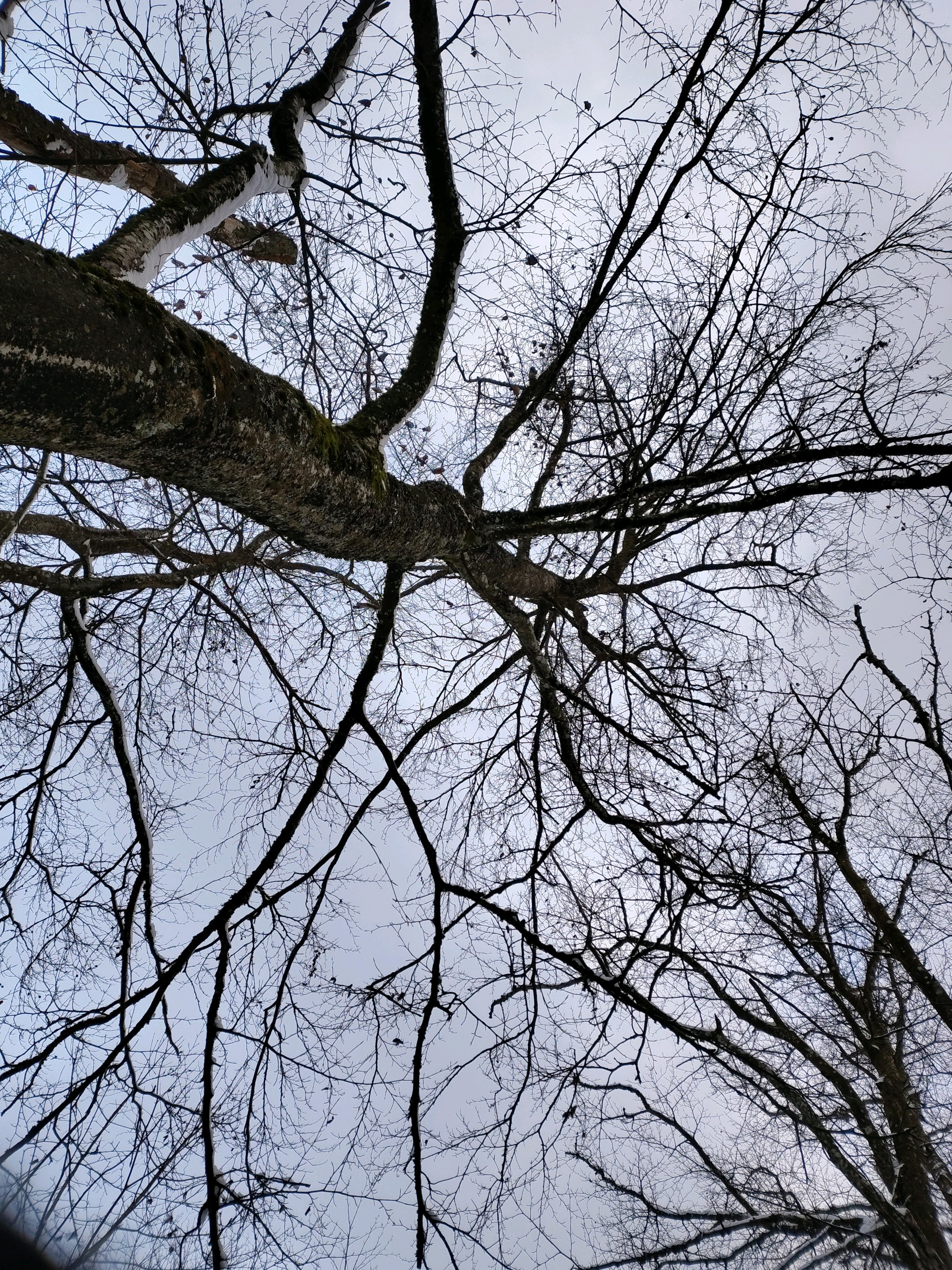 Fagus (beeches) (alternate view 3)