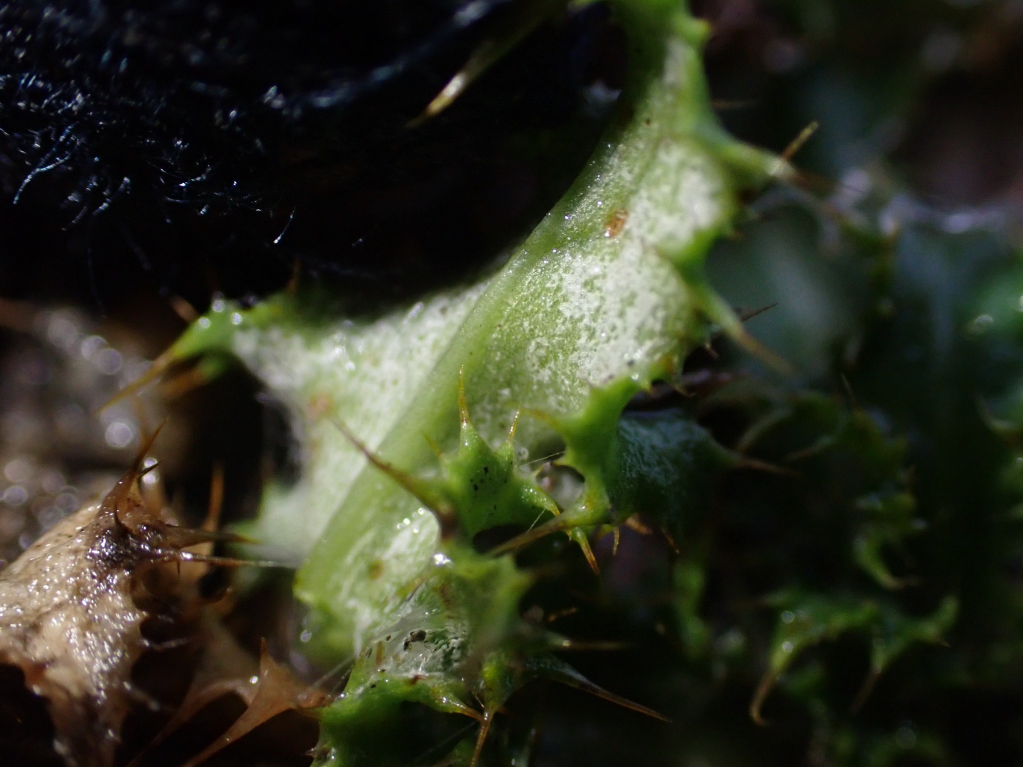 Carlina vulgaris (Carline Thistle) (alternate view 11)