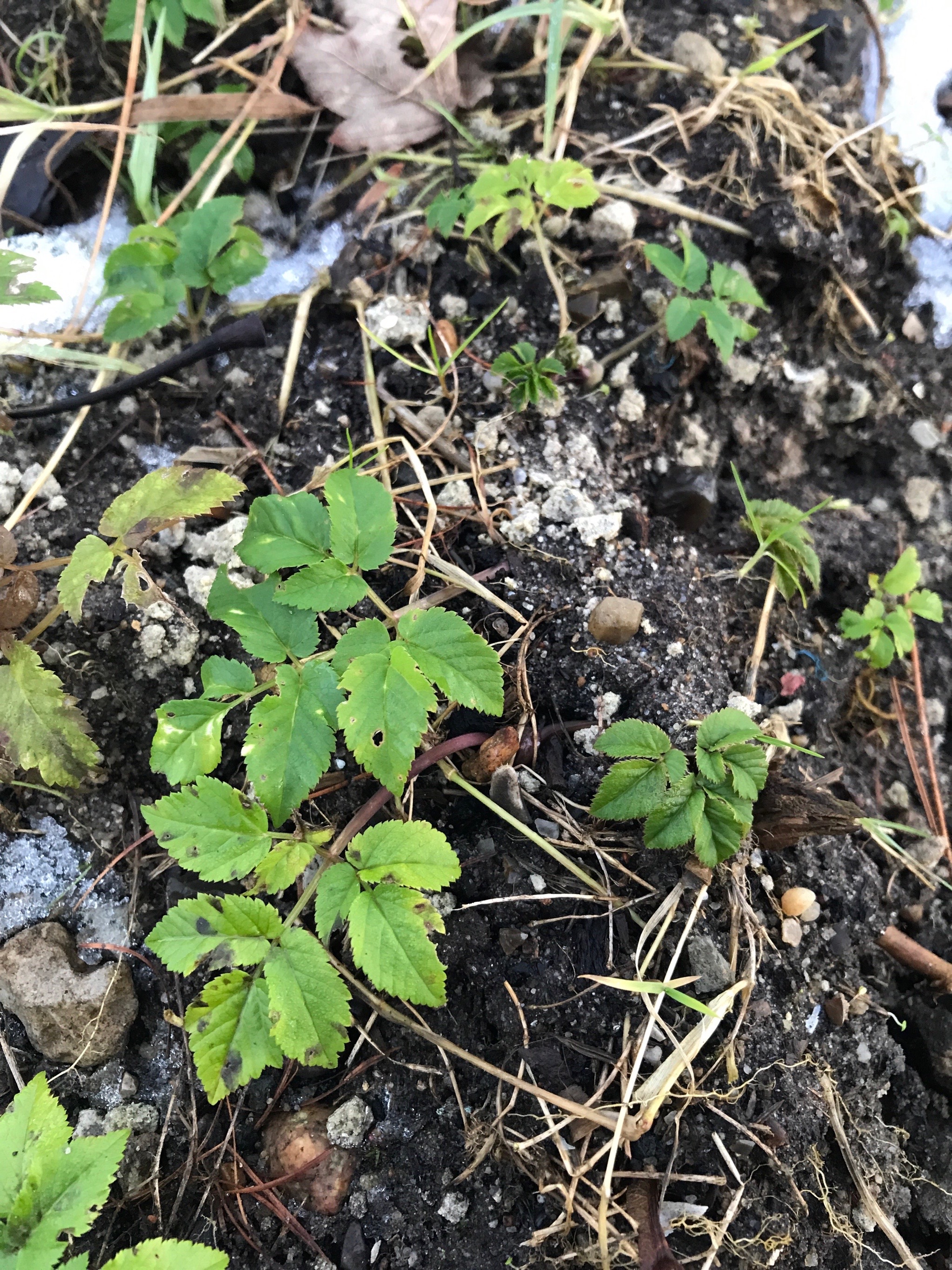 Aegopodium podagraria (Goutweed) (alternate view 14)