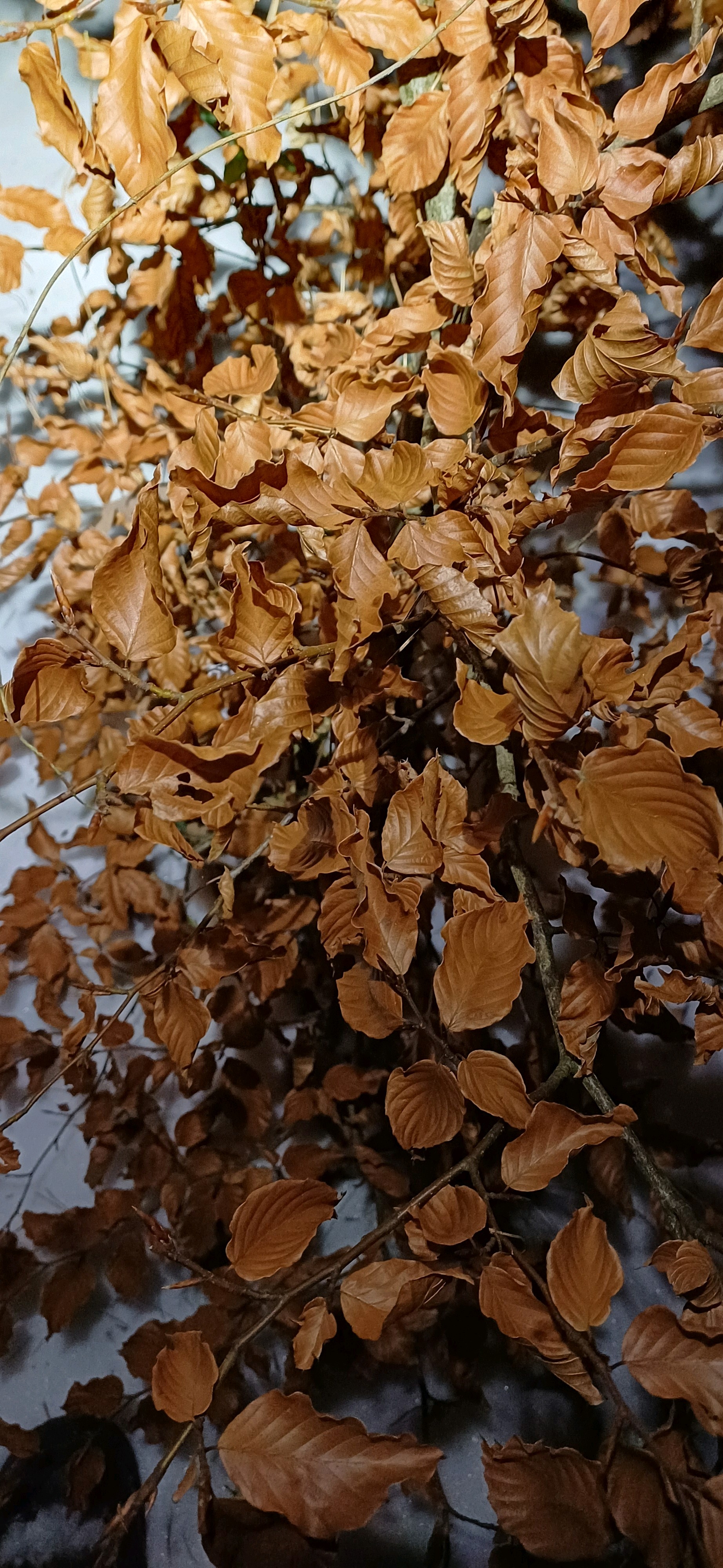 Fagus sylvatica (European beech) (alternate view 4)
