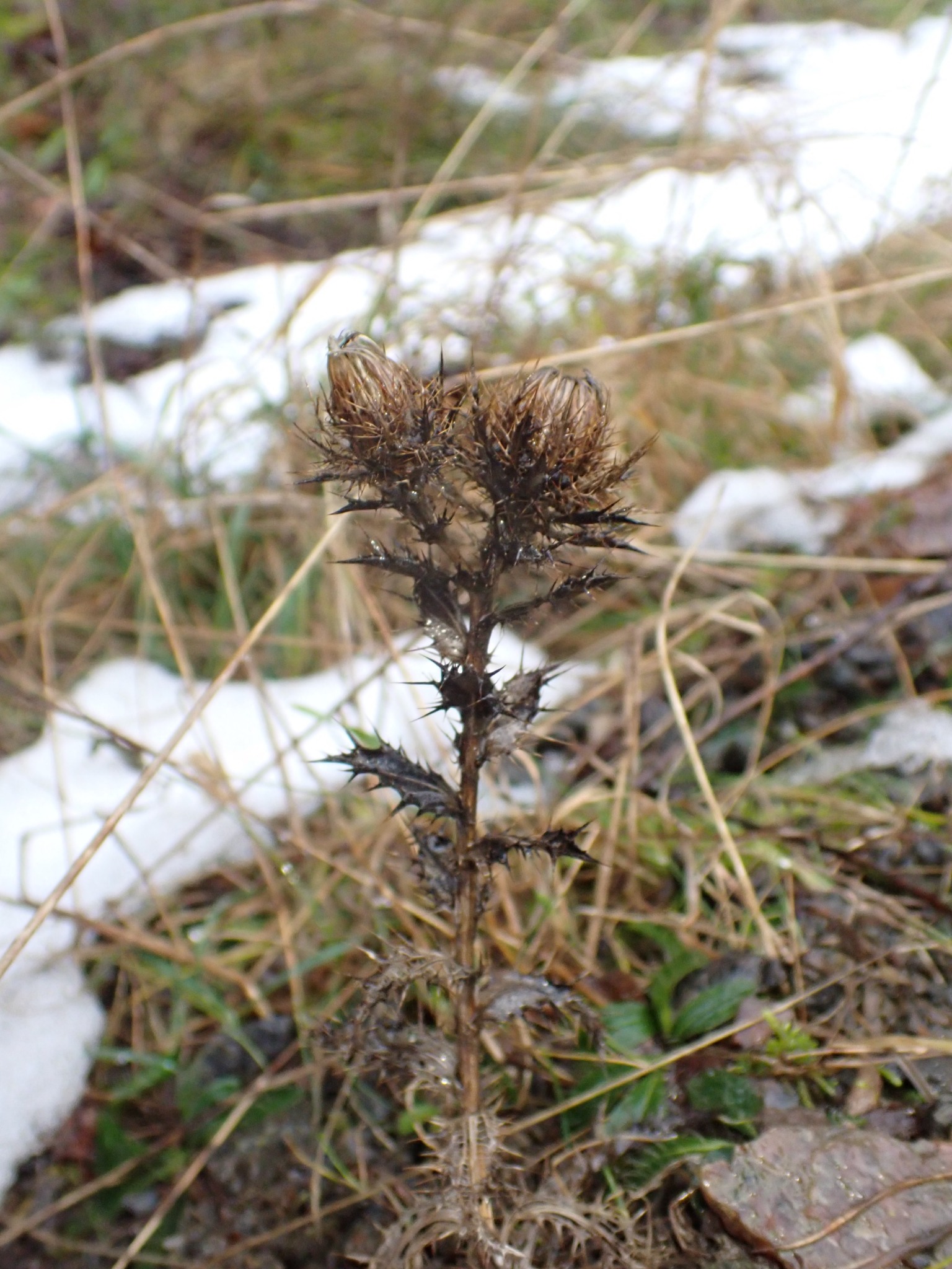 Carlina vulgaris (Carline Thistle) (alternate view 12)