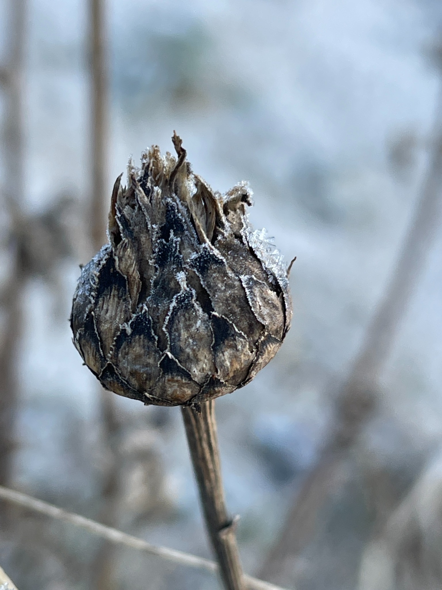 Centaurea scabiosa (Greater Knapweed) (alternate view 10)