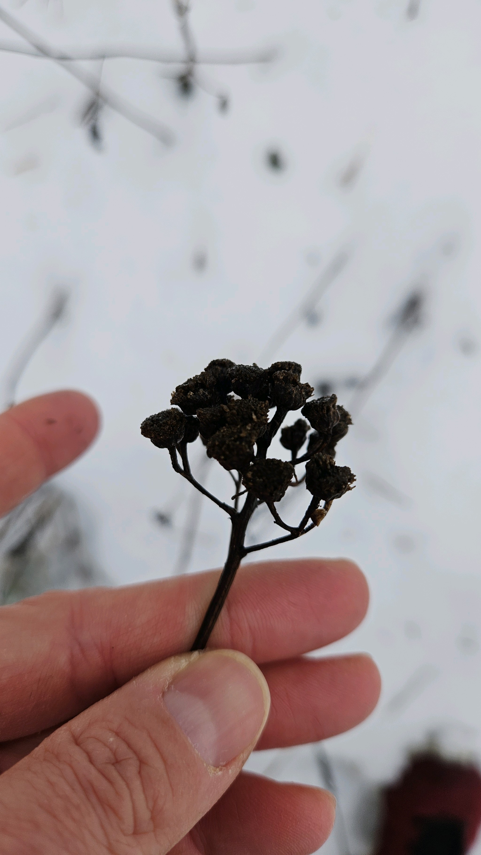 Tanacetum (tansies)