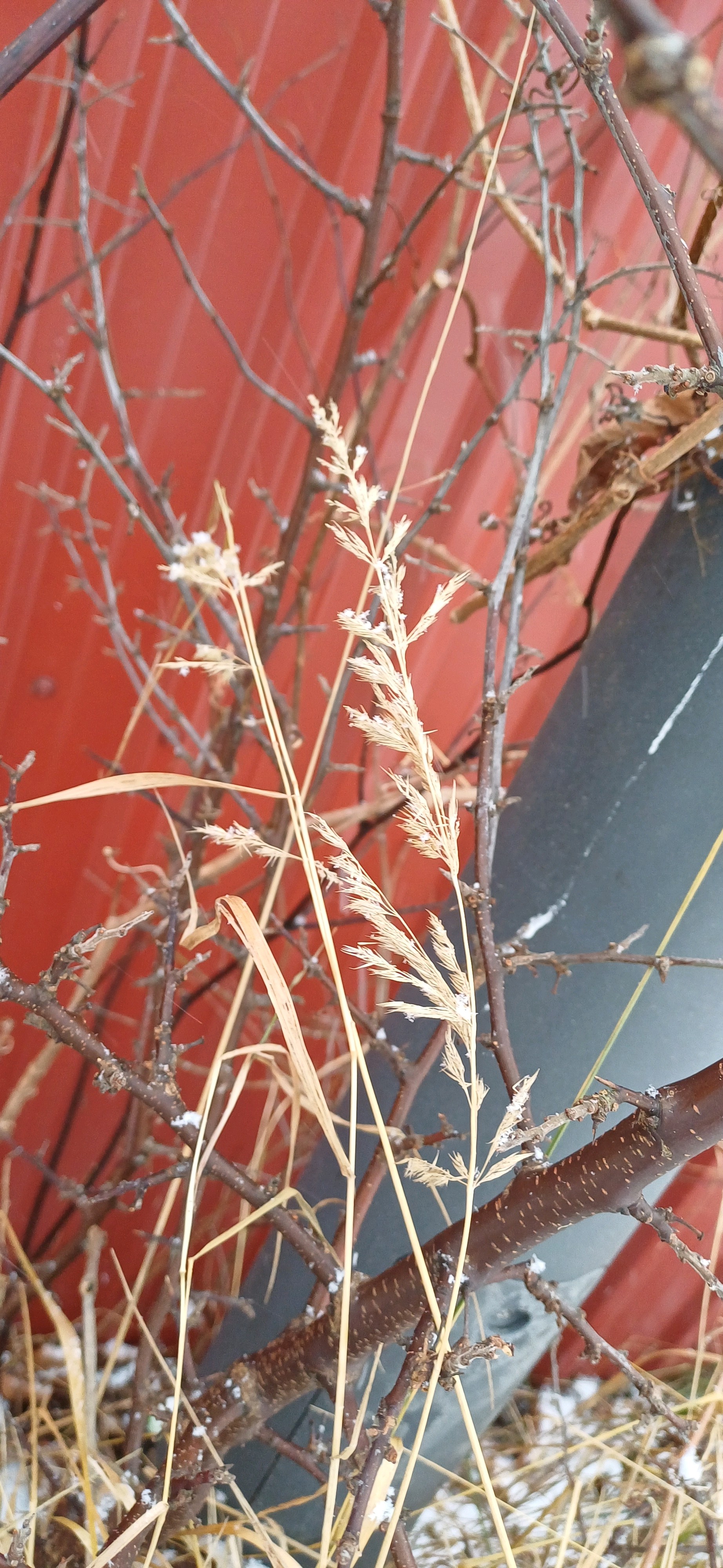 Calamagrostis (Reedgrasses) (alternate view 3)