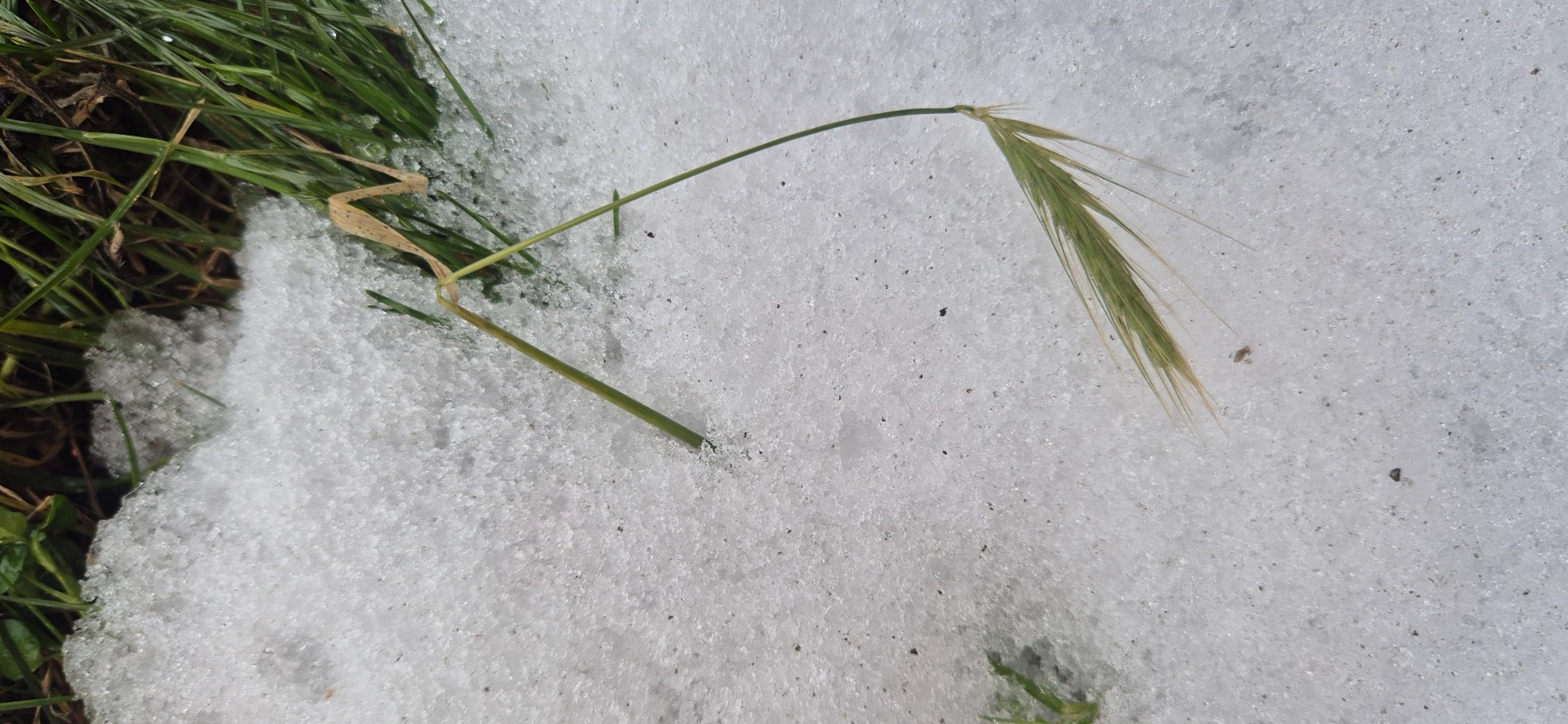 Hordeum (Barleys) (alternate view 2)