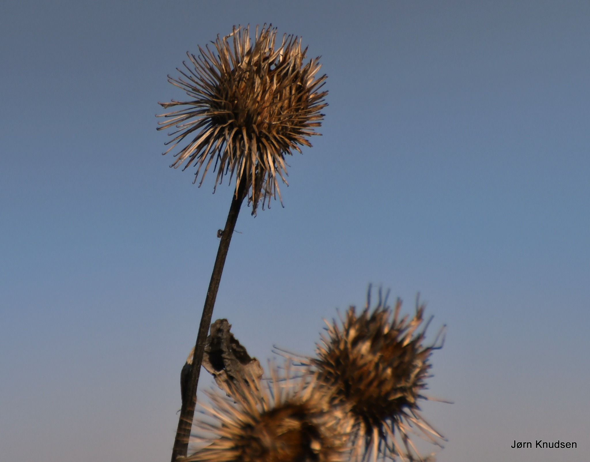 Arctium (burdocks)