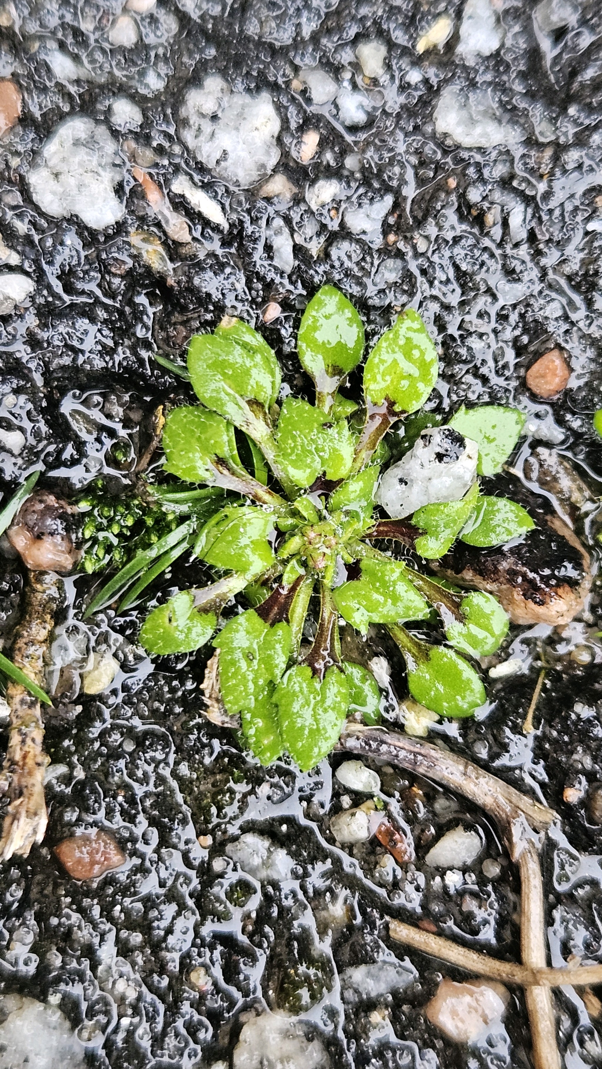 Draba (Drabas) (alternate view 4)