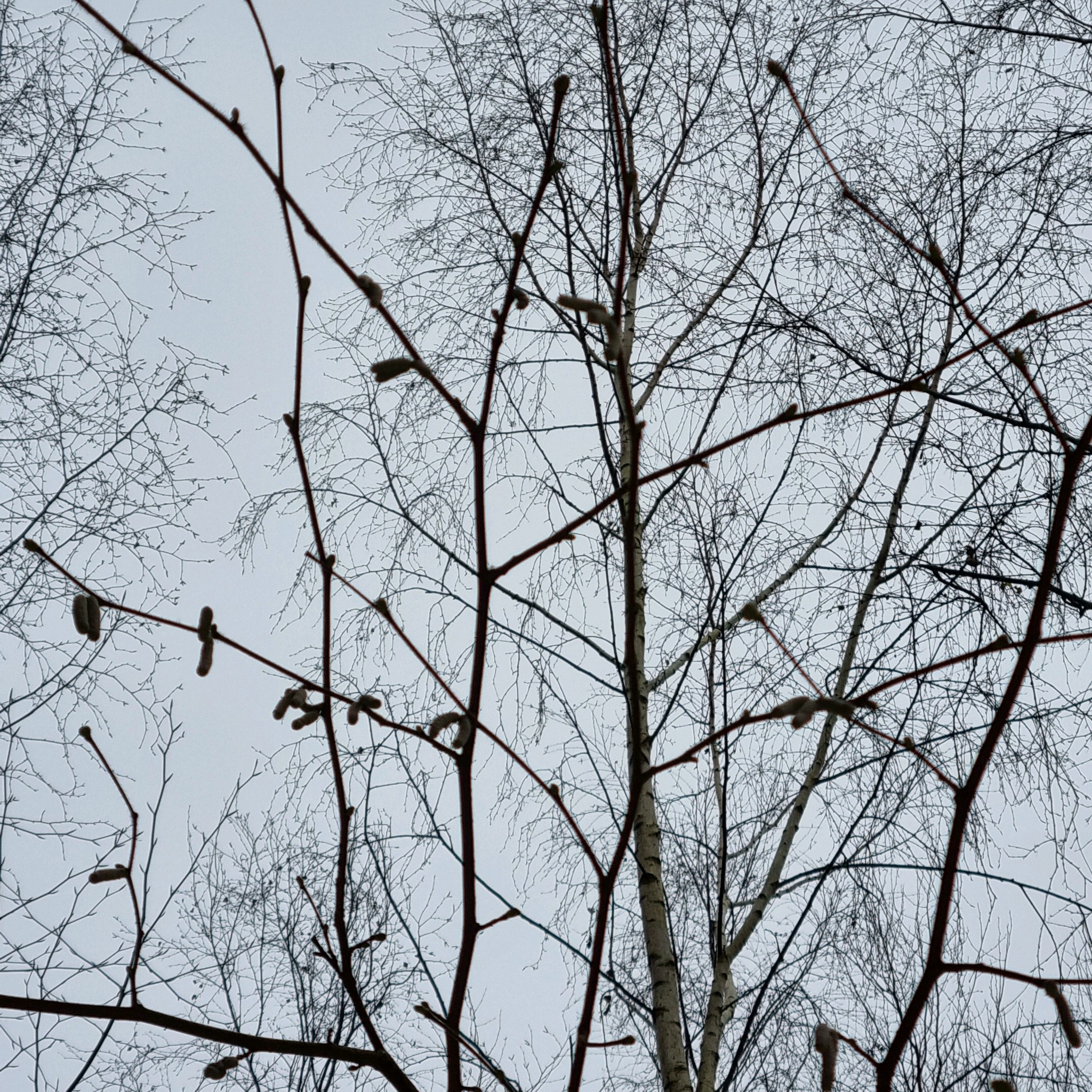 Corylus avellana (alternate view 2)