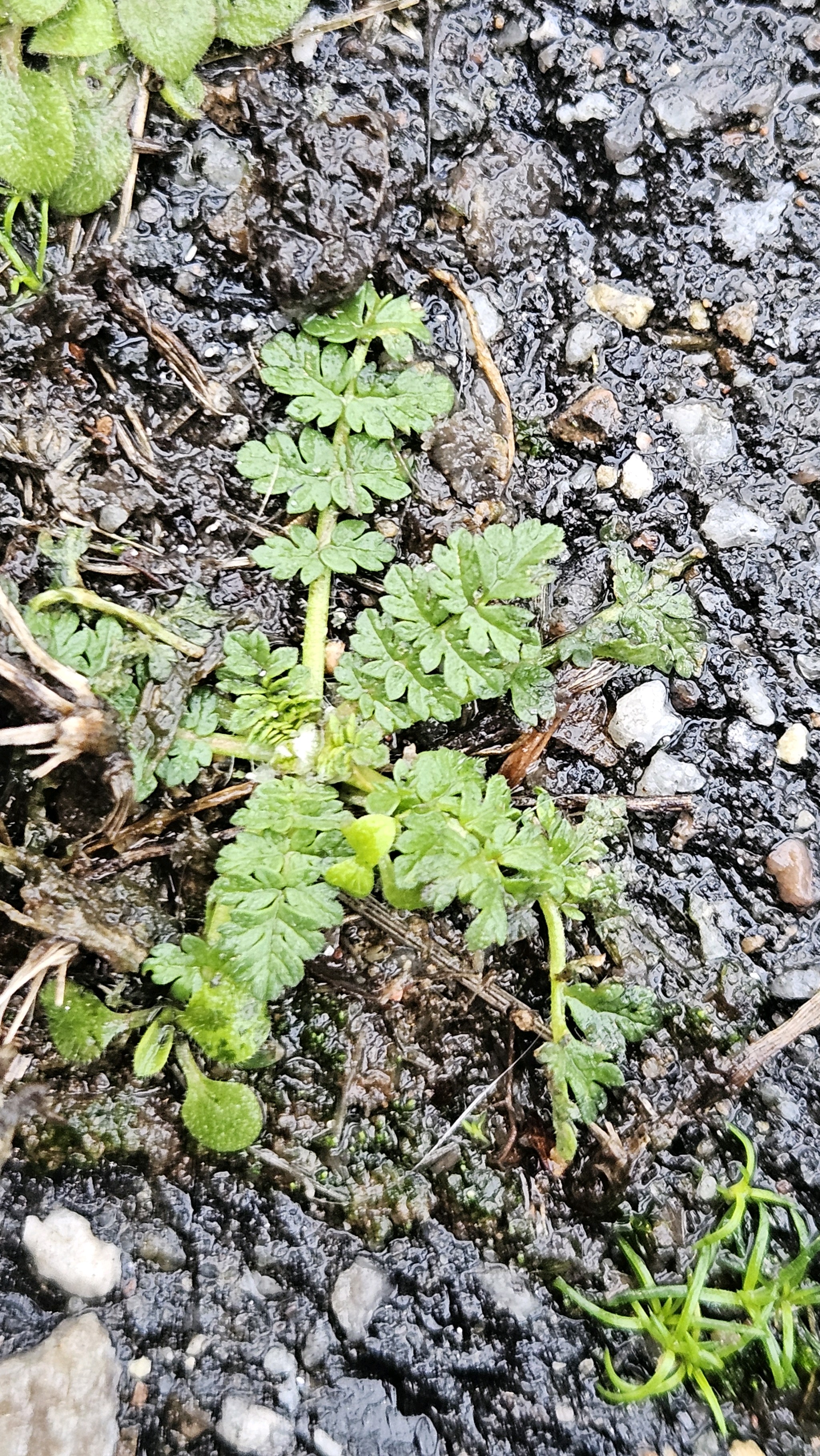 Erodium (stork's-bills)
