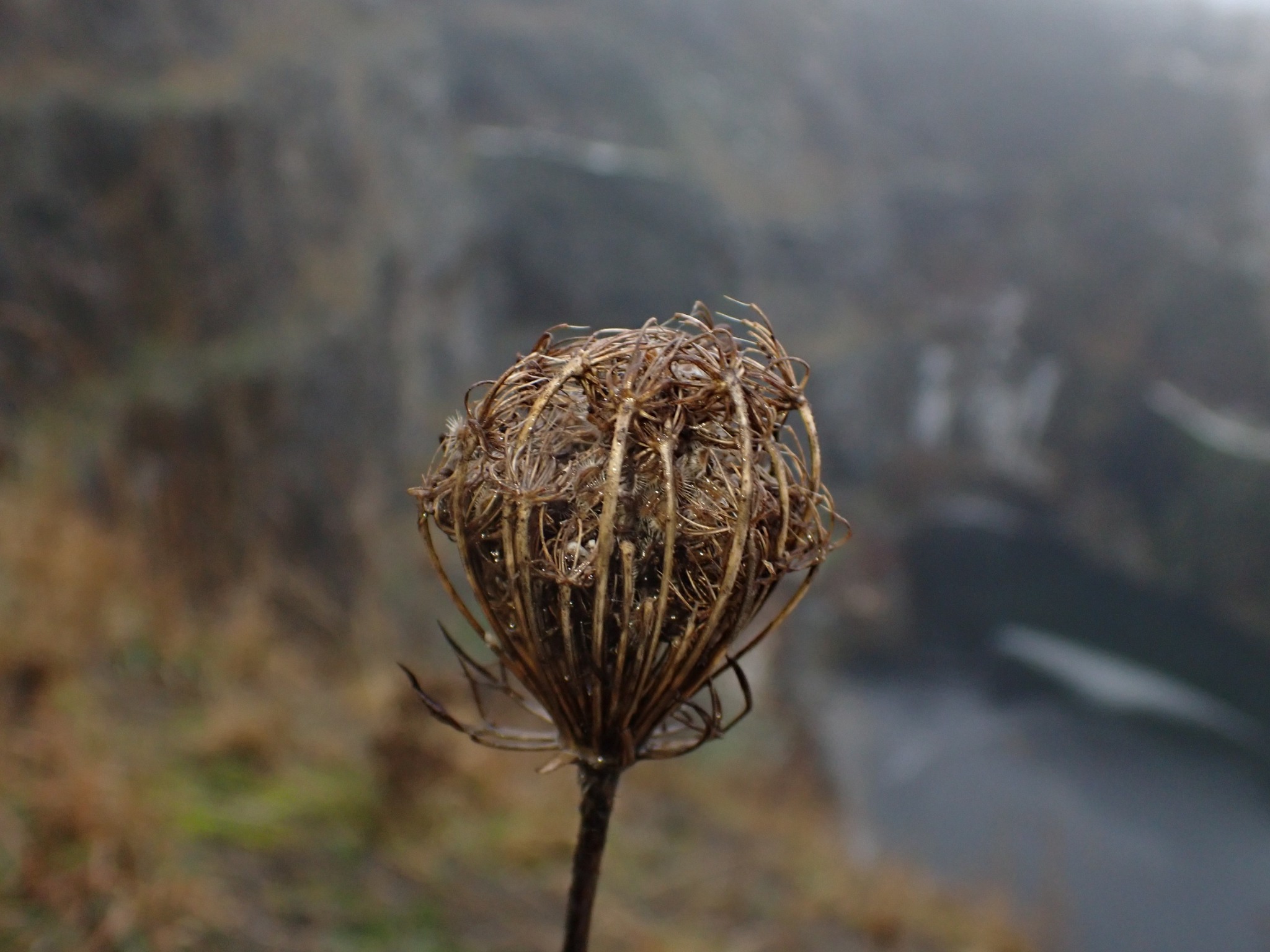 Daucus carota (Queen Ann's lace) (alternate view 12)