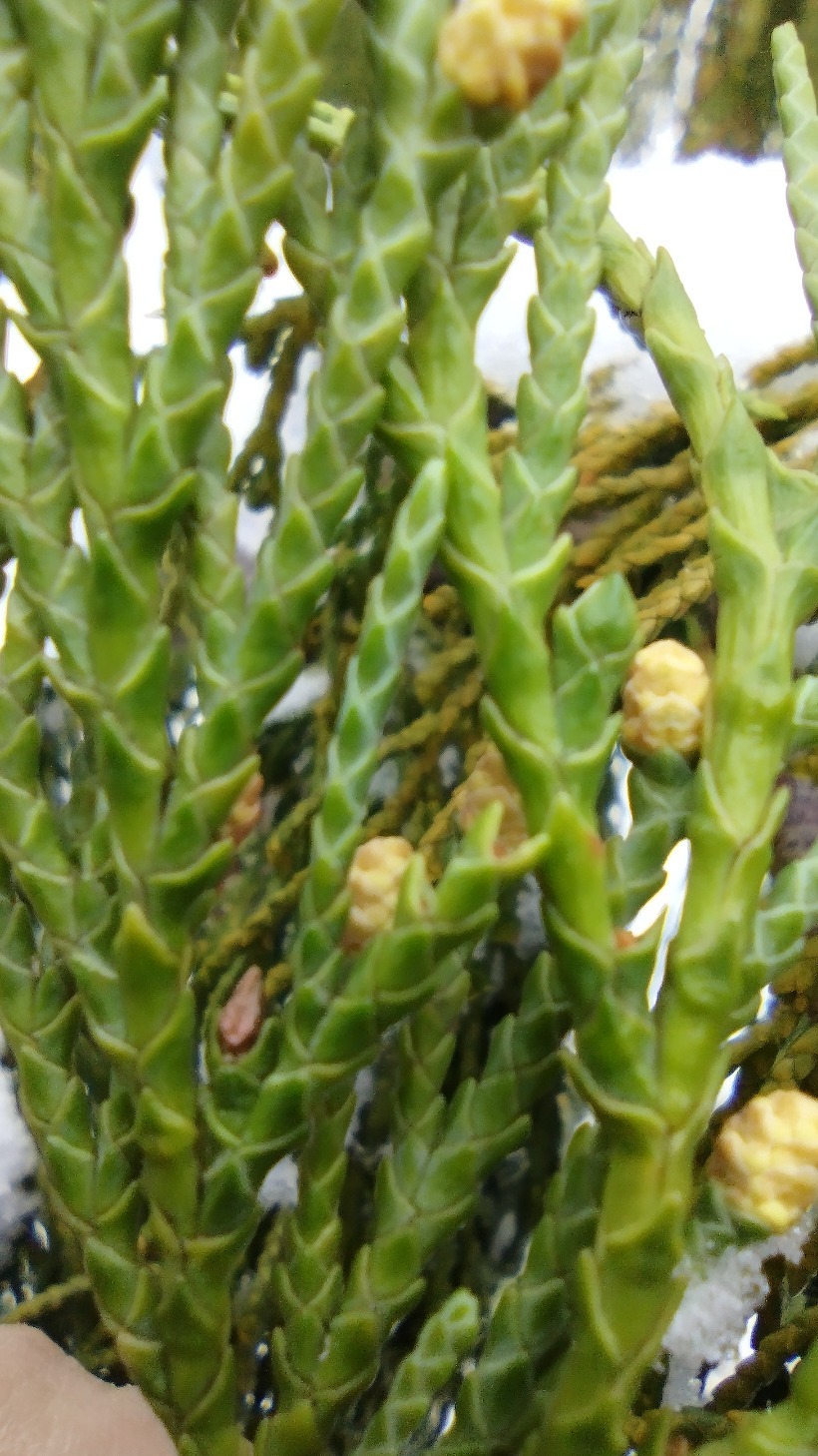 Callitropsis nootkatensis (Alaska Cedar) (alternate view 5)