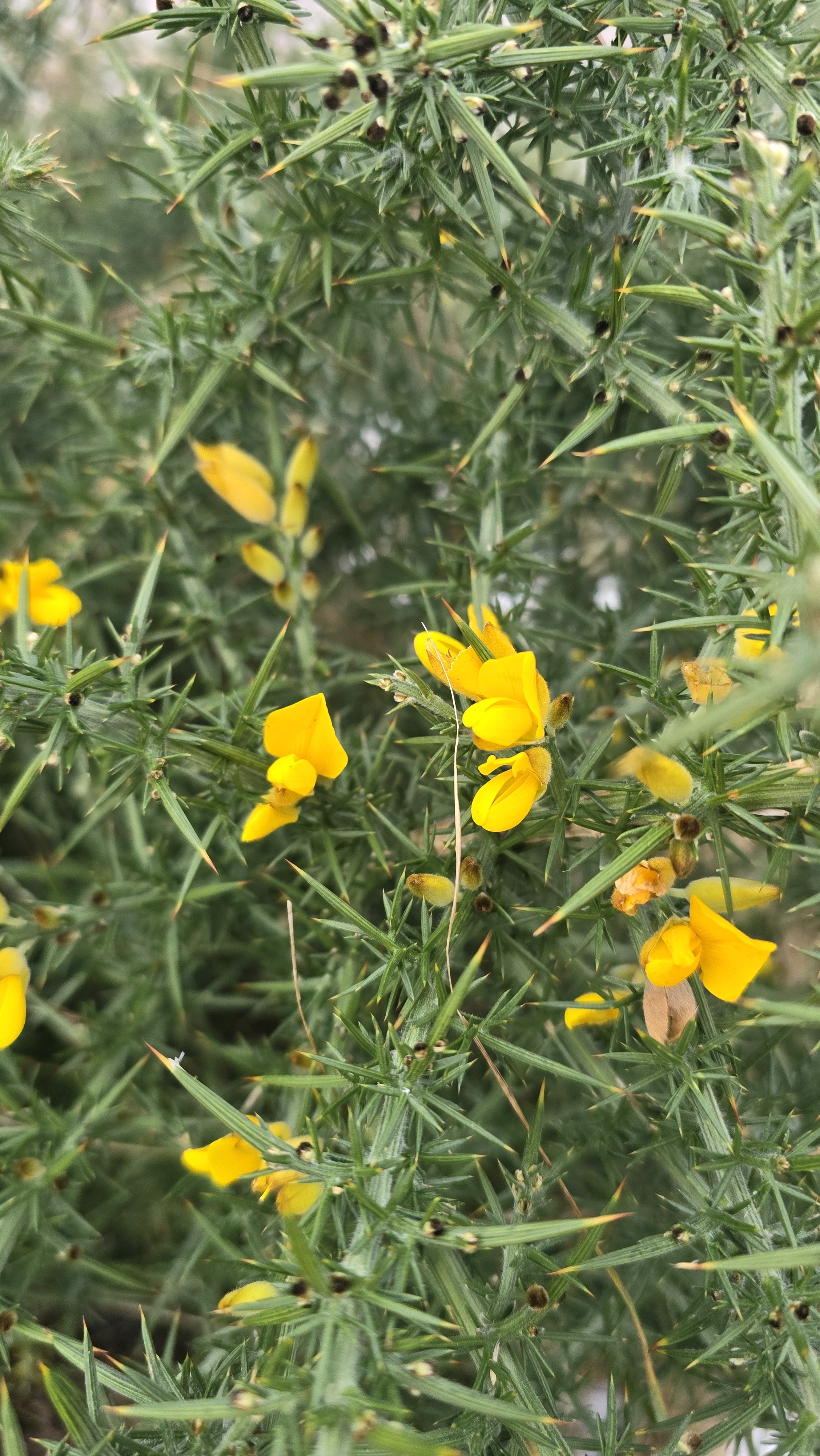 Ulex (Gorses) (alternate view 3)