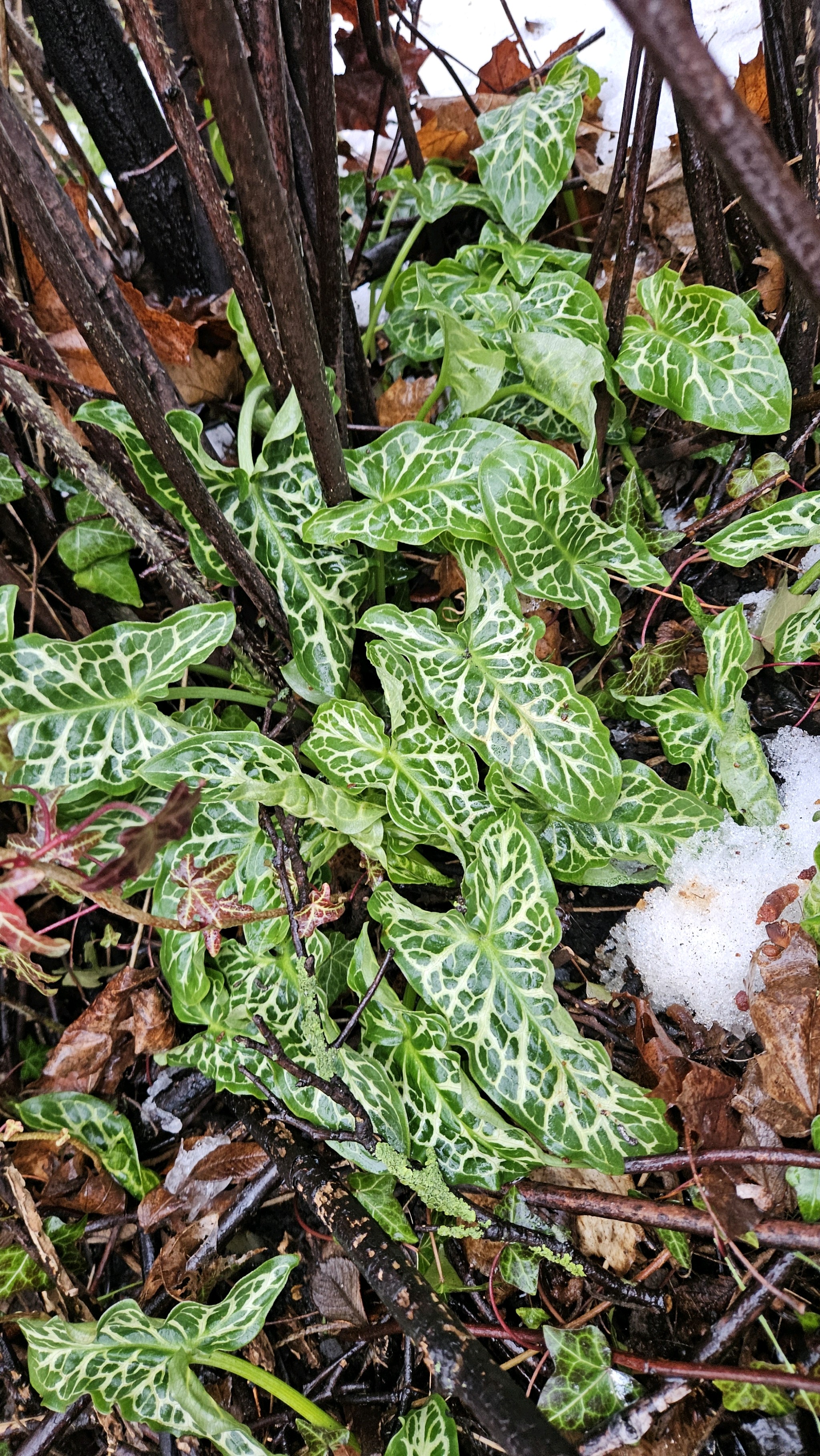 Arum italicum (lords and ladies) (alternate view 11)