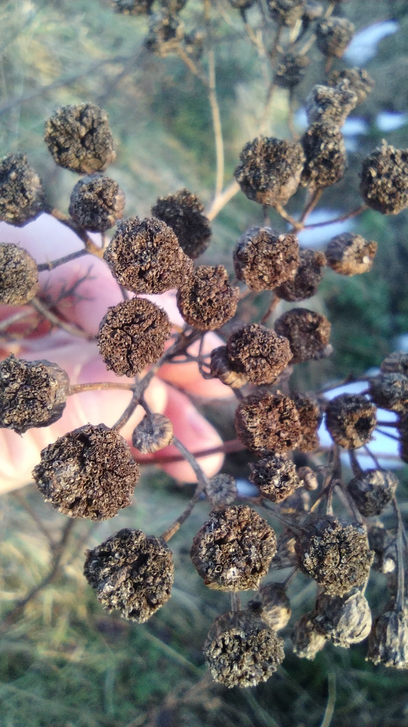 Tanacetum (tansies) (alternate view 2)