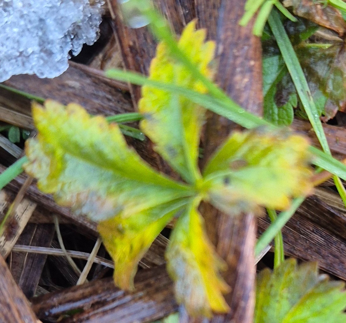 Potentilla (cinquefoils)