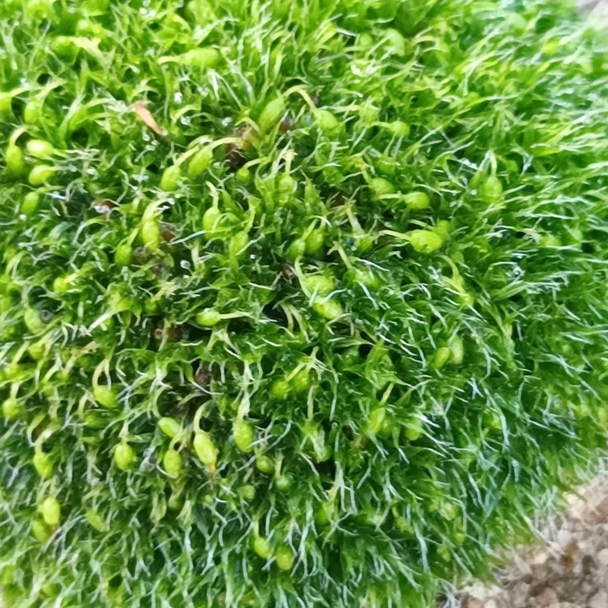 Grimmia pulvinata (Grey-cushioned Grimmia) (alternate view 12)