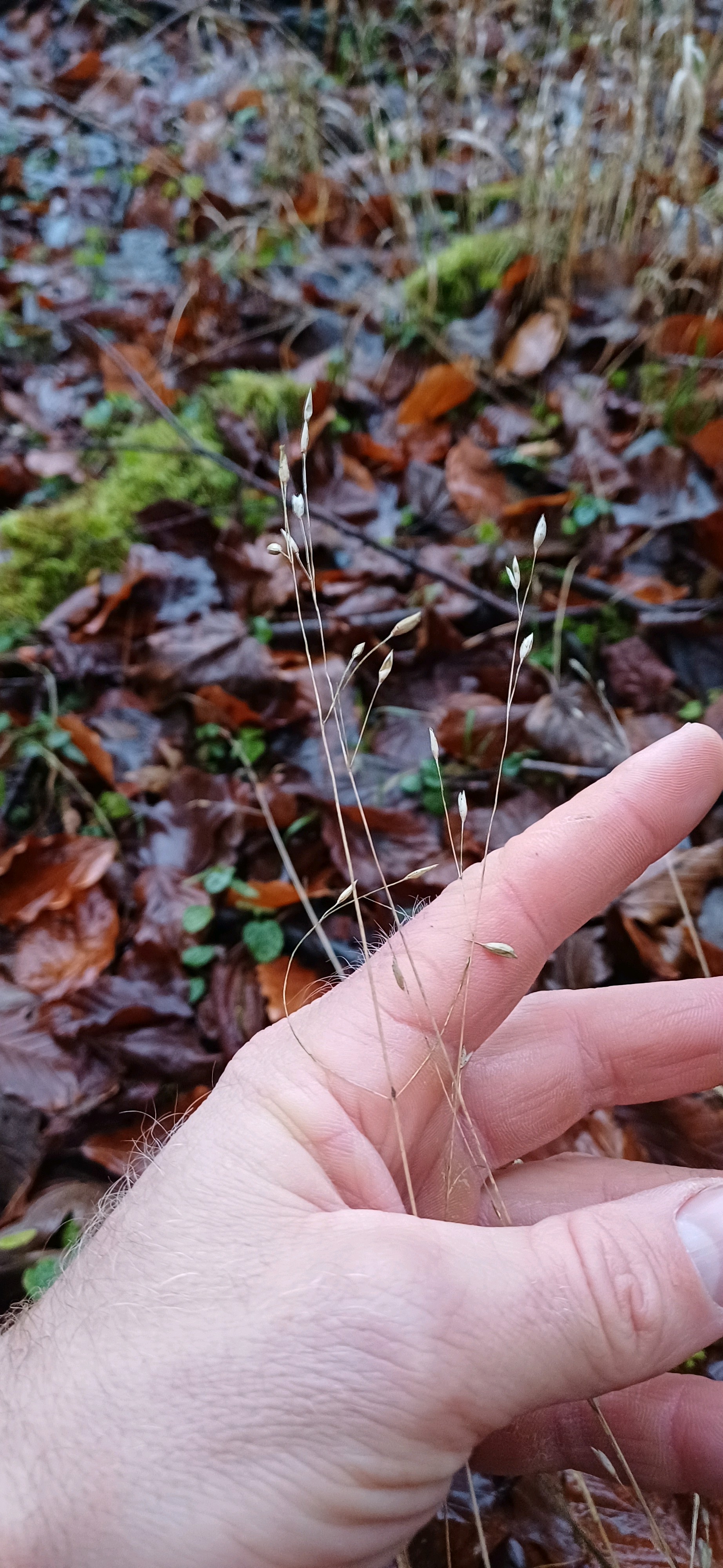Melica uniflora (Wood Melick) (alternate view 12)