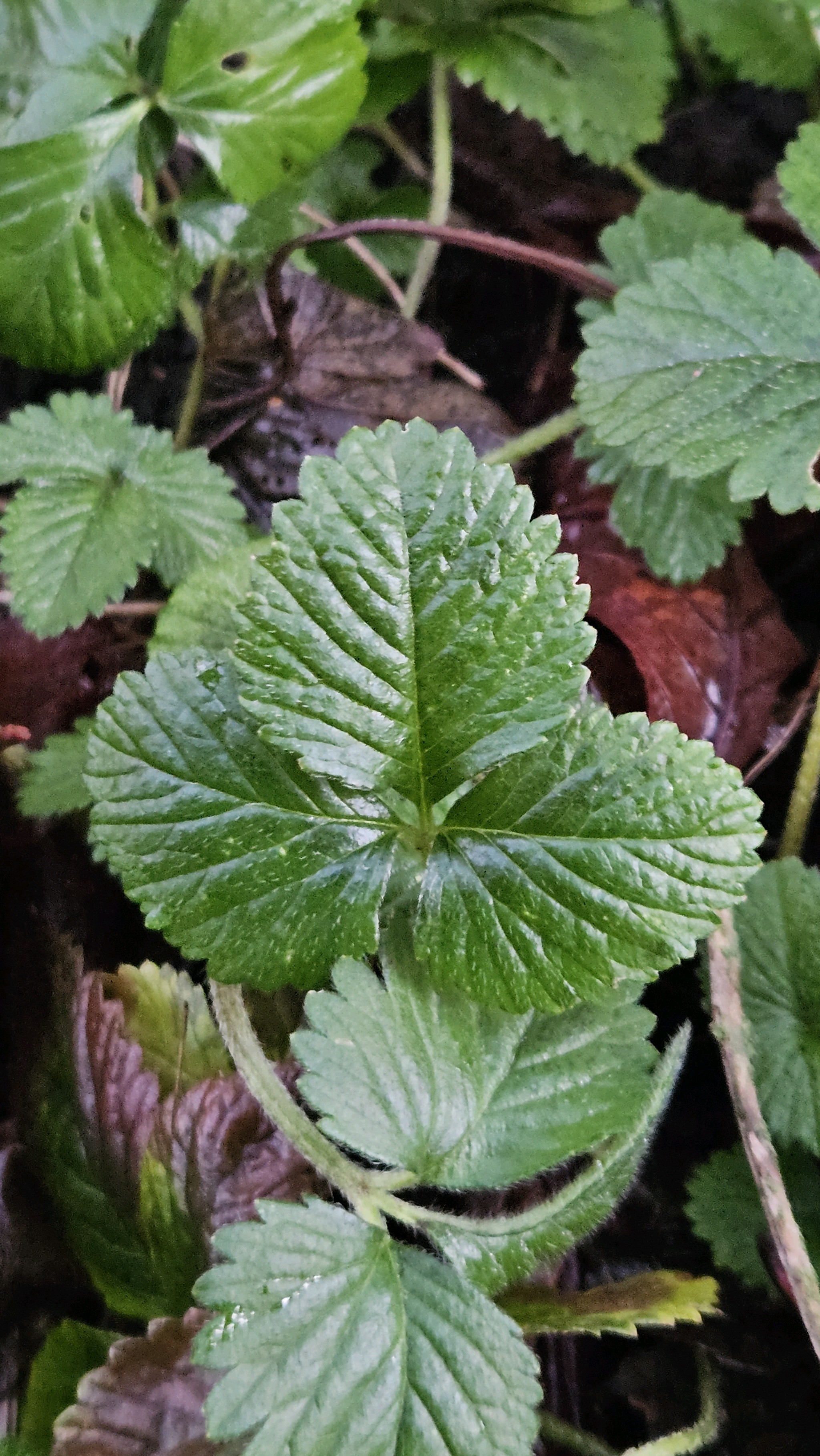 Potentilla indica (mock strawberry) (alternate view 13)