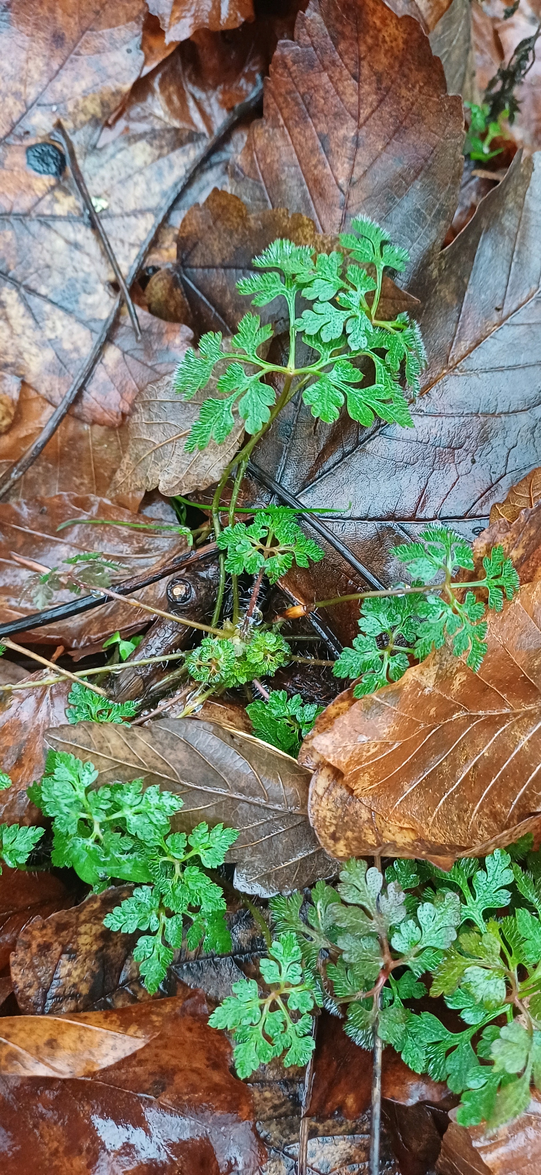 Geranium robertianum (herb-Robert, stinky Bob) (alternate view 14)