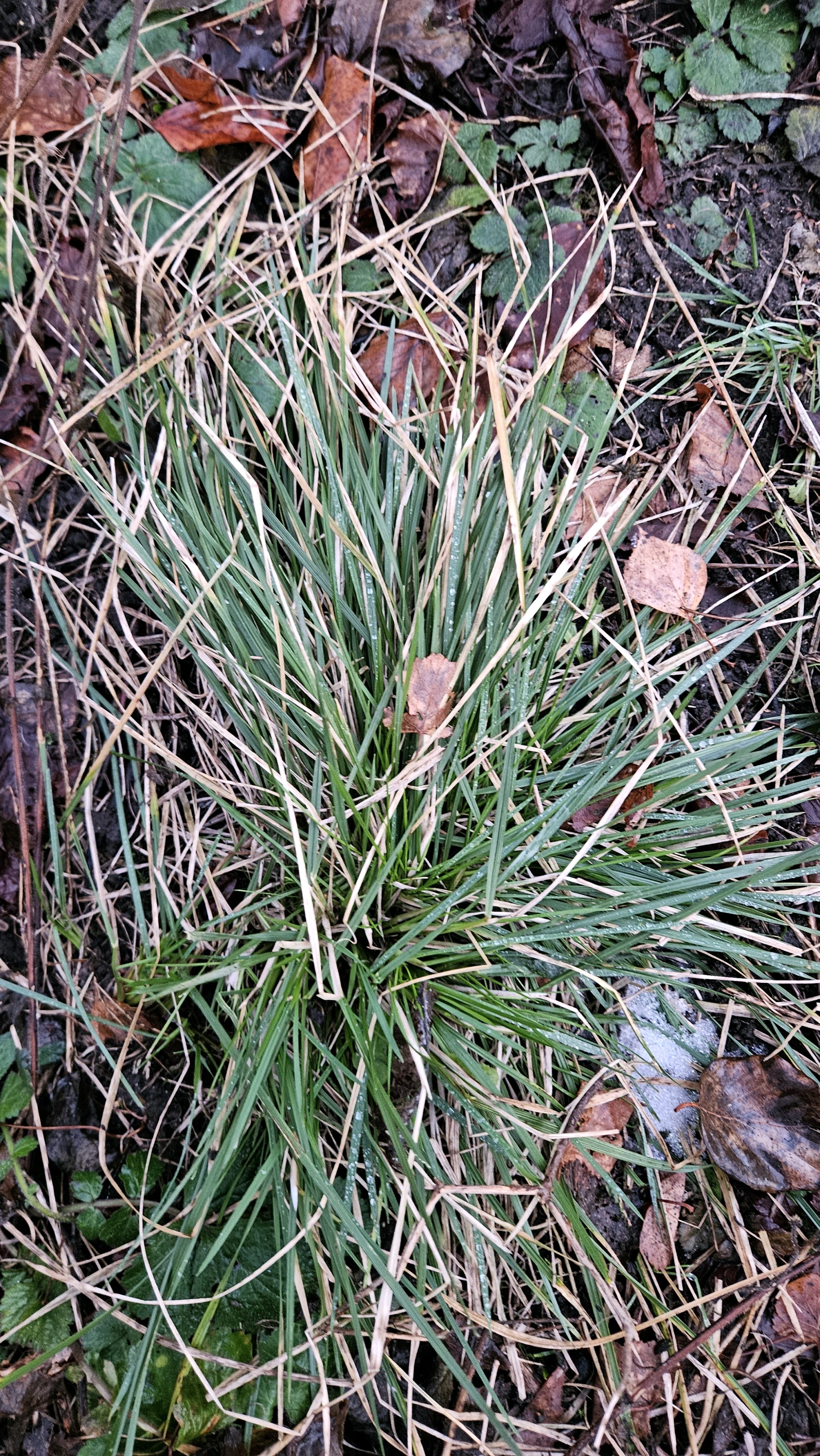 Deschampsia cespitosa (tufted hairgrass) (alternate view 12)