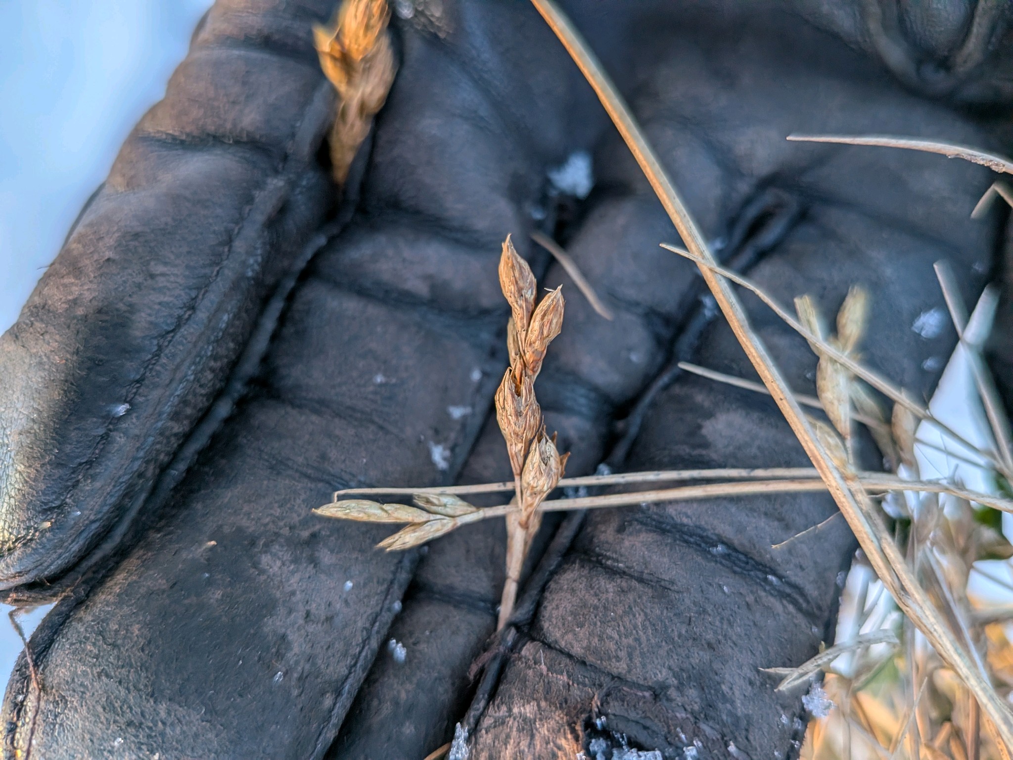 Carex (true sedges)