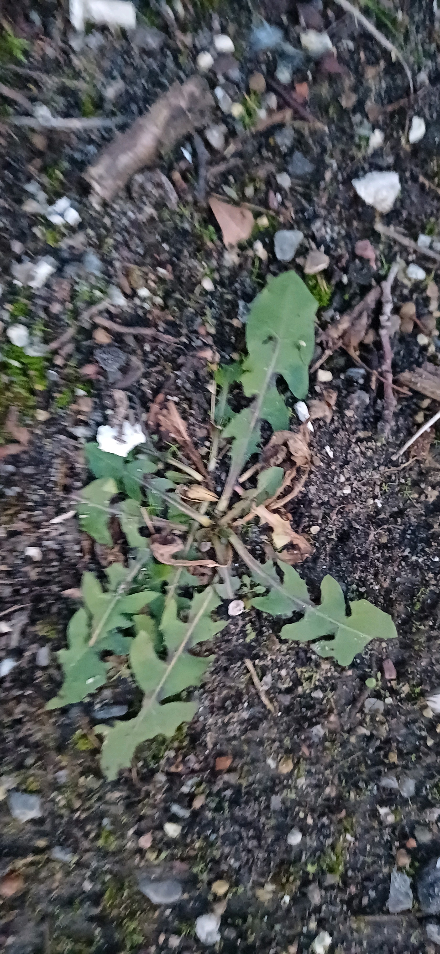 Taraxacum (dandelions) (alternate view 2)
