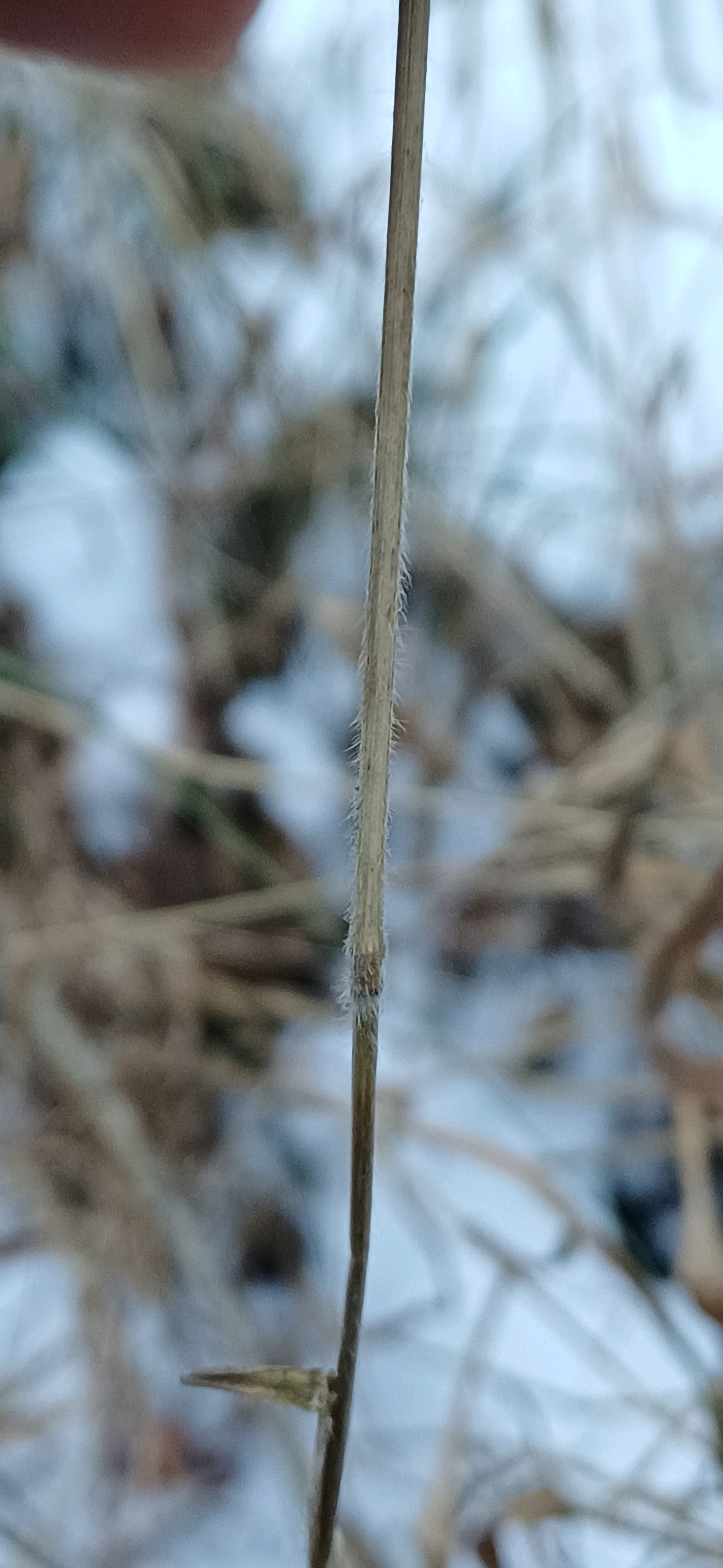 Elymus (wild ryes and wheatgrasses) (alternate view 2)